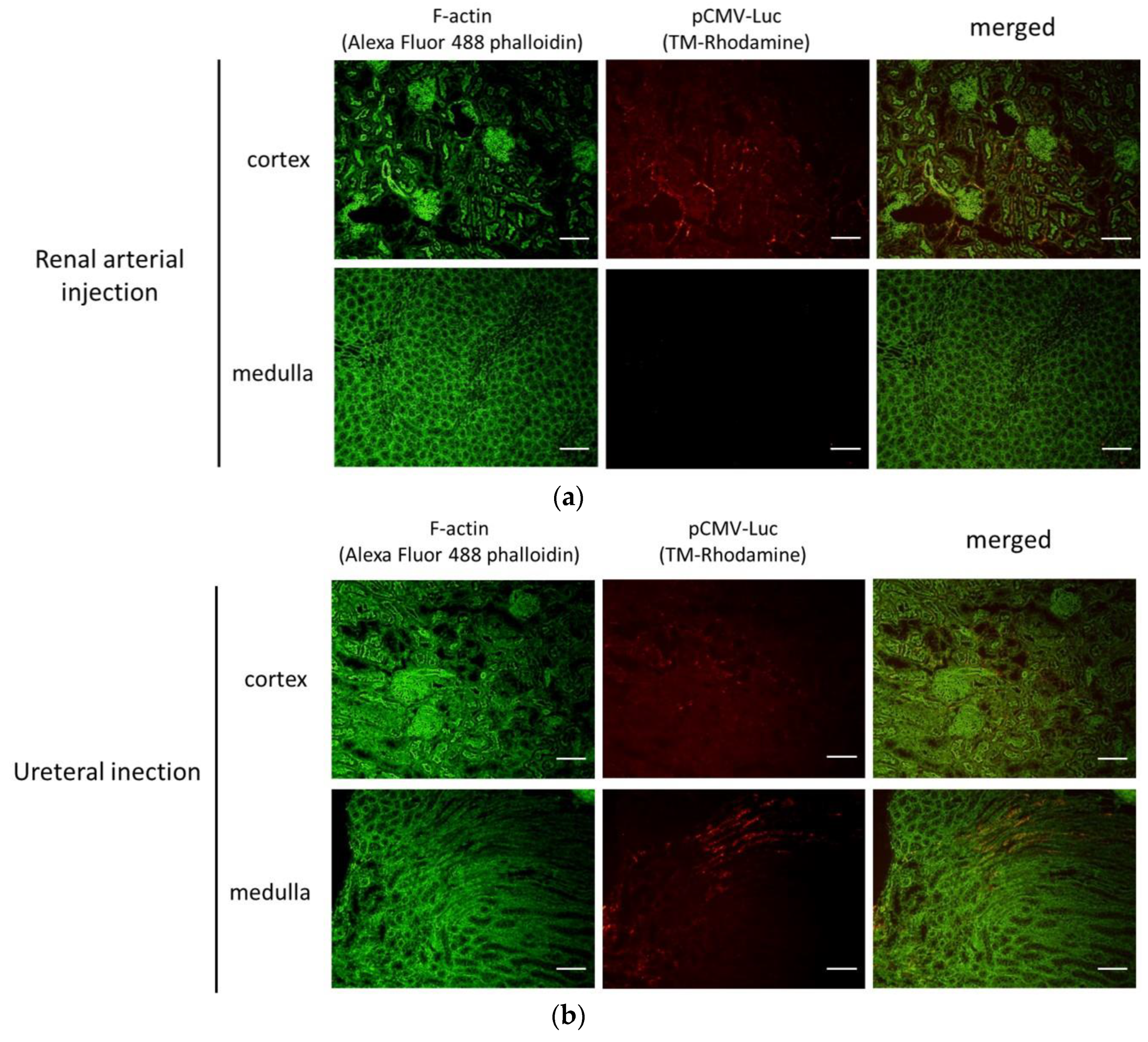 Pharmaceutics 12 00114 g006 Pharmaceutics 12 00114 g006