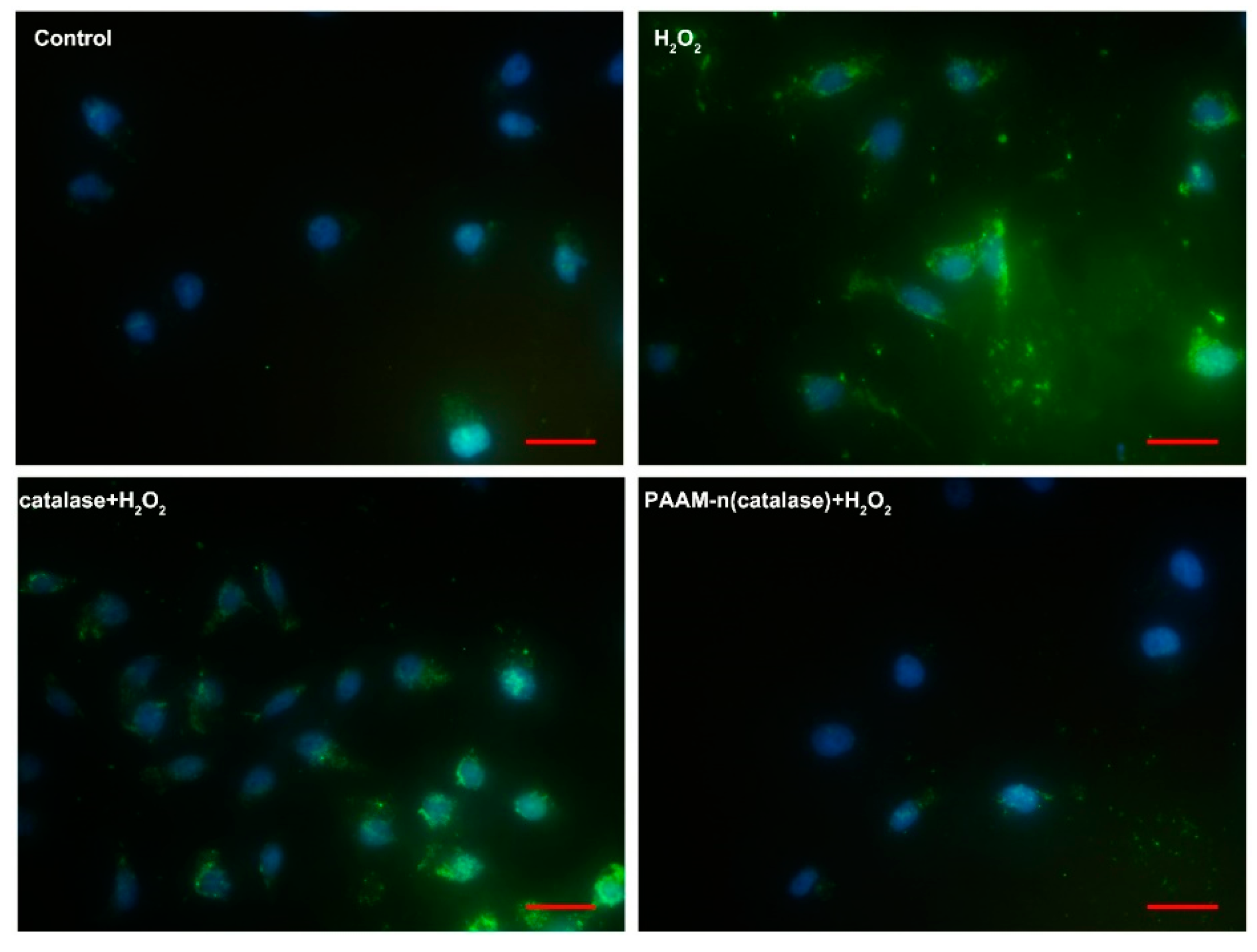 Pharmaceutics 12 00115 g006 Pharmaceutics 12 00115 g006