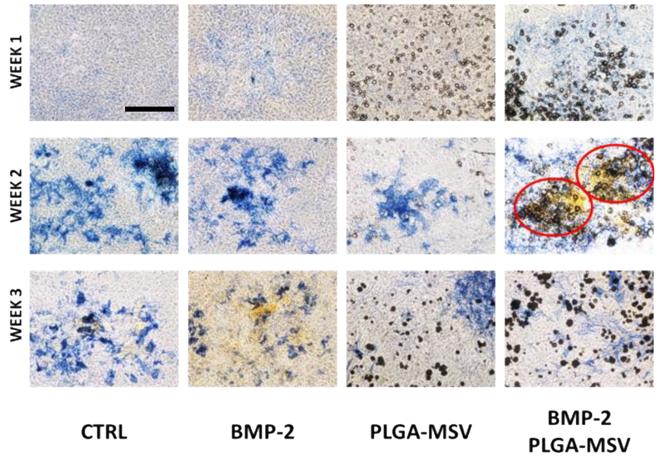 Pharmaceutics 12 00118 g005