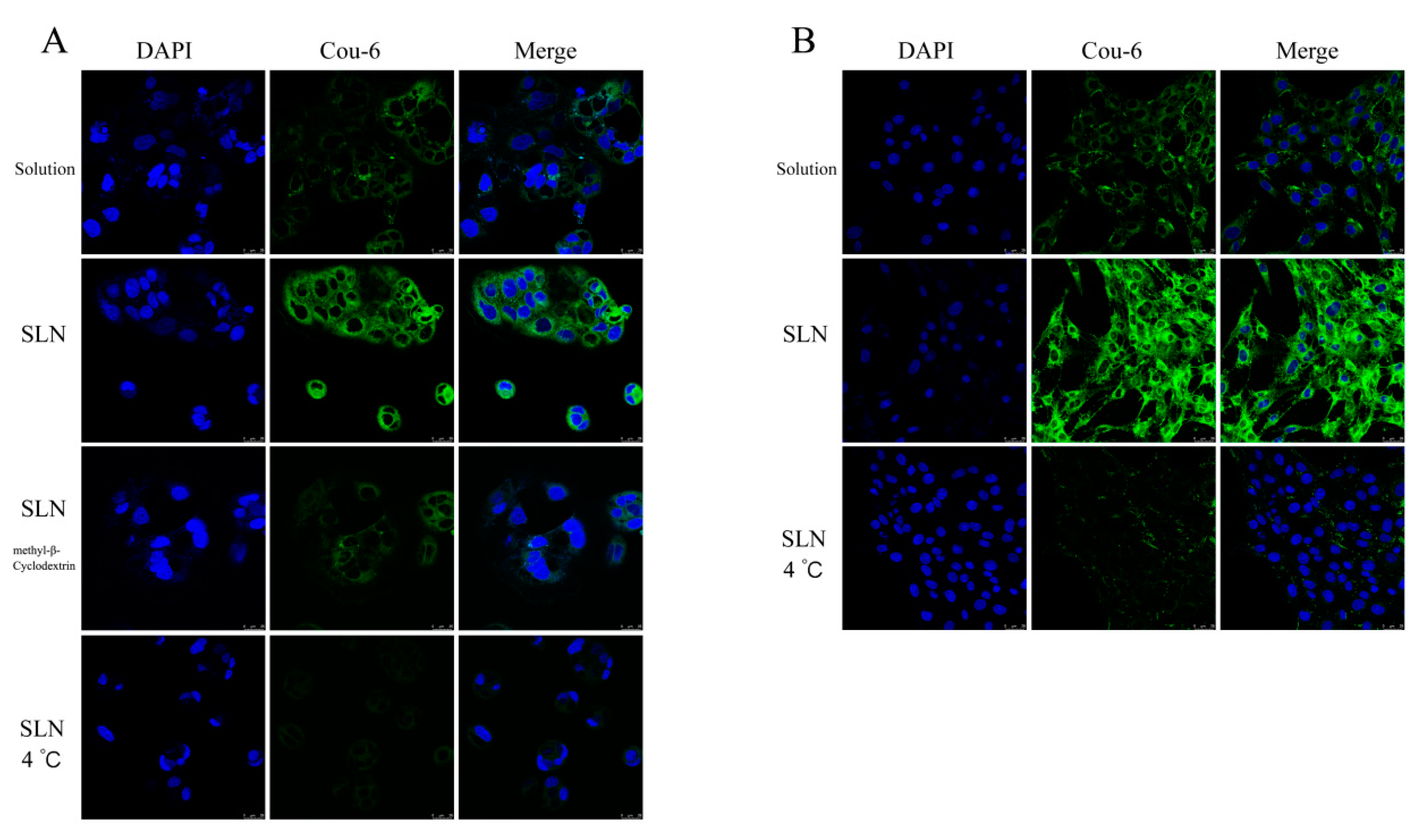 Pharmaceutics 12 00126 g008