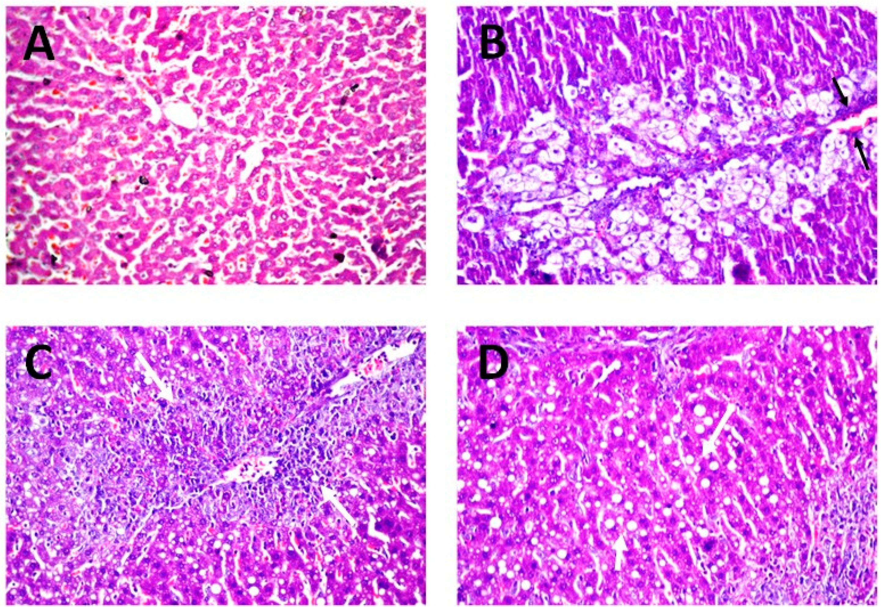 Pharmaceutics 12 00143 g008 Pharmaceutics 12 00143 g008