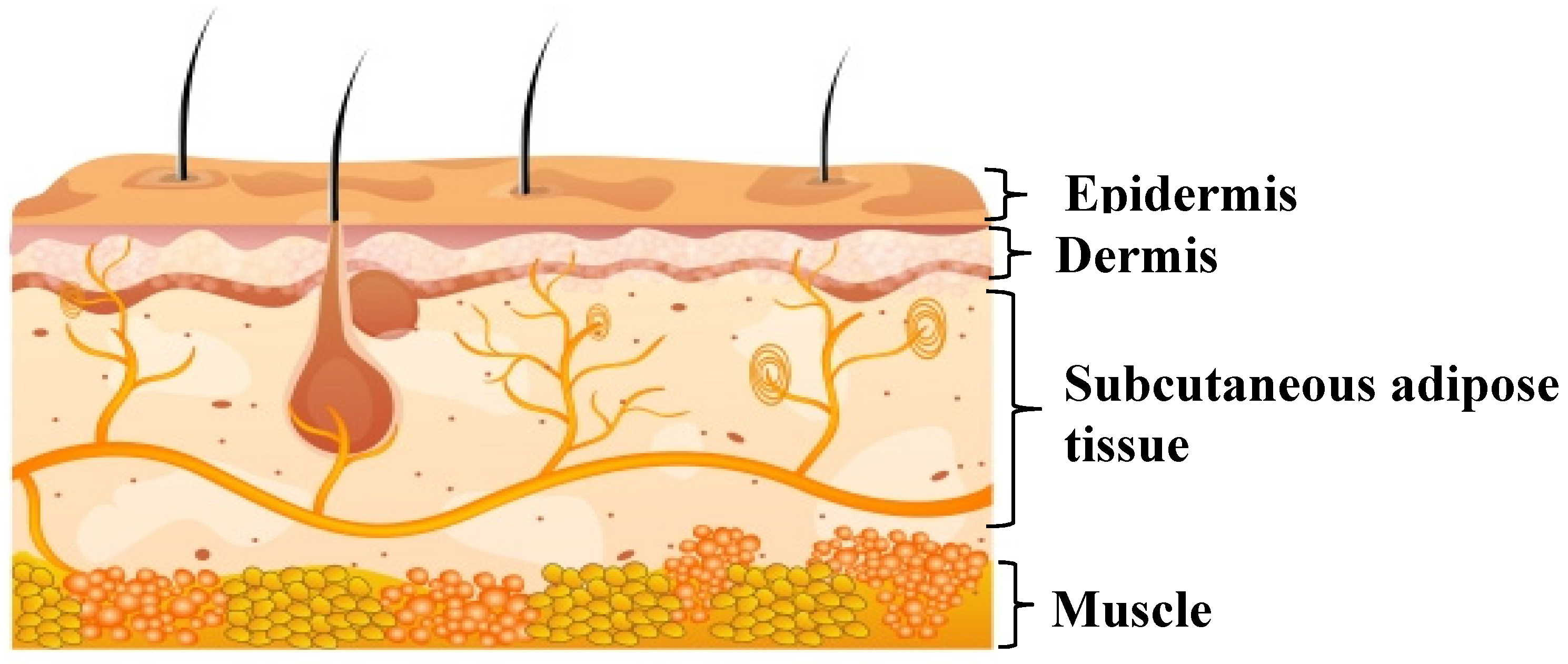 essential anatomy 5 app cake essential anatomy 5 app cake