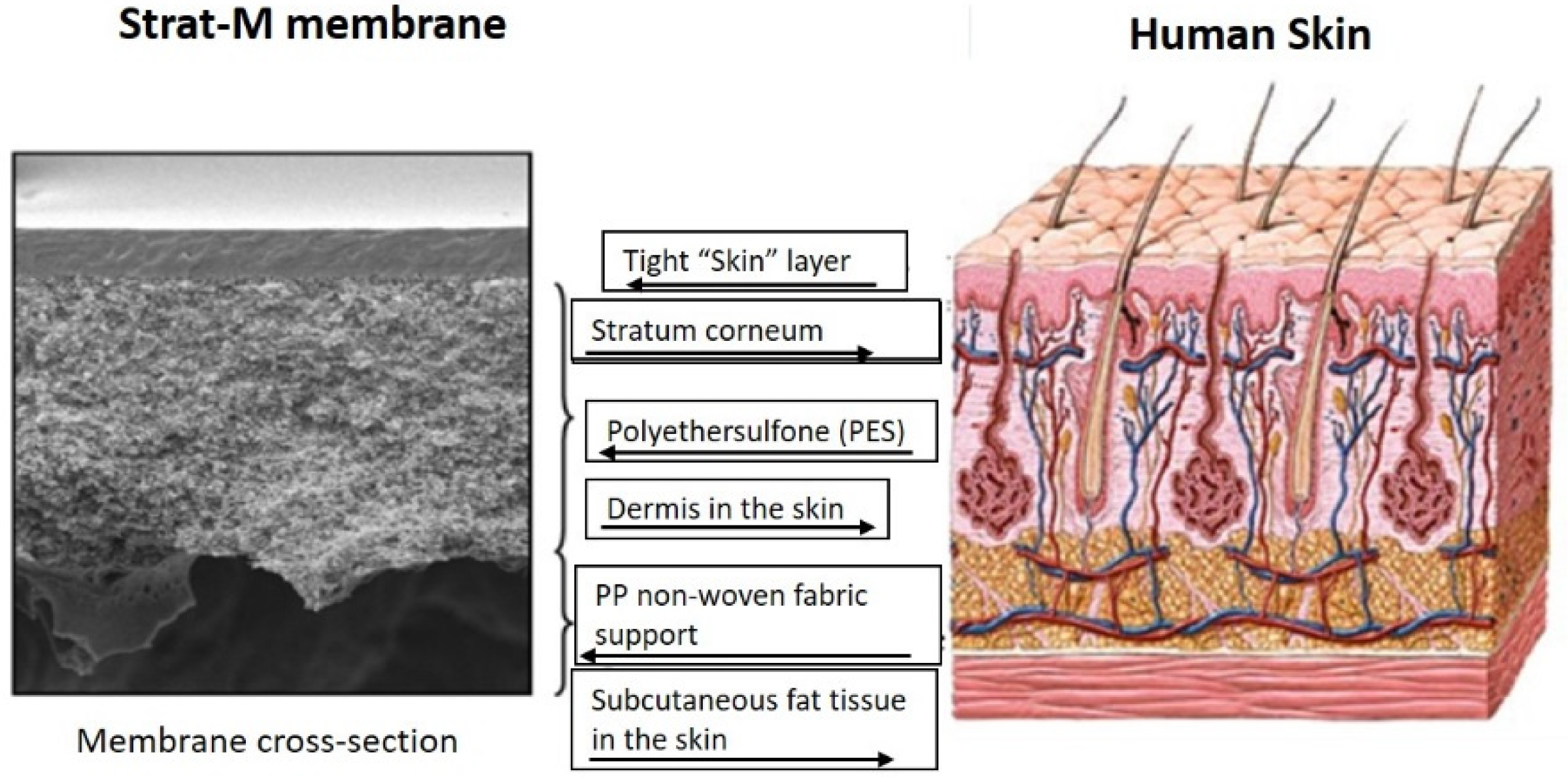 Pharmaceutics 12 00152 g004 Pharmaceutics 12 00152 g004