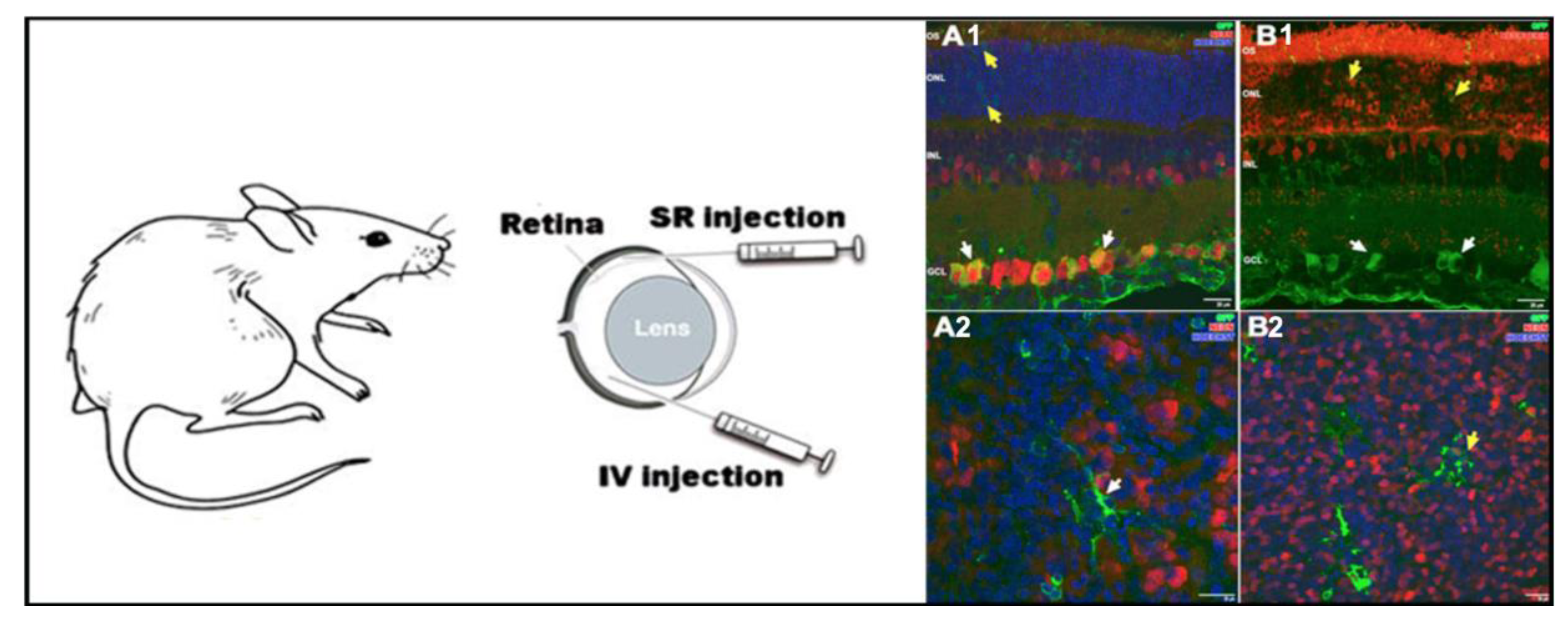 Pharmaceutics 12 00198 g006