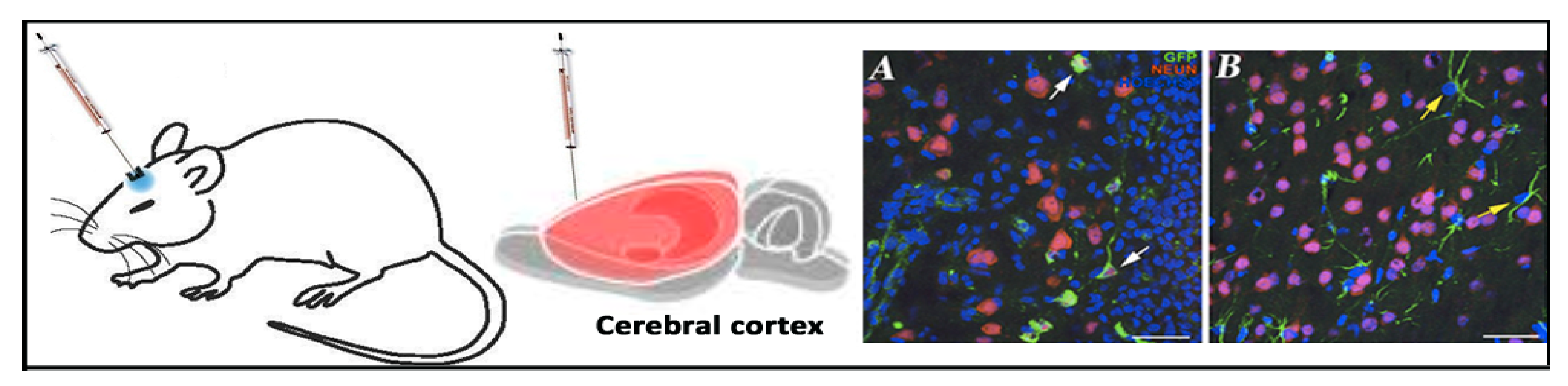 Pharmaceutics 12 00198 g007