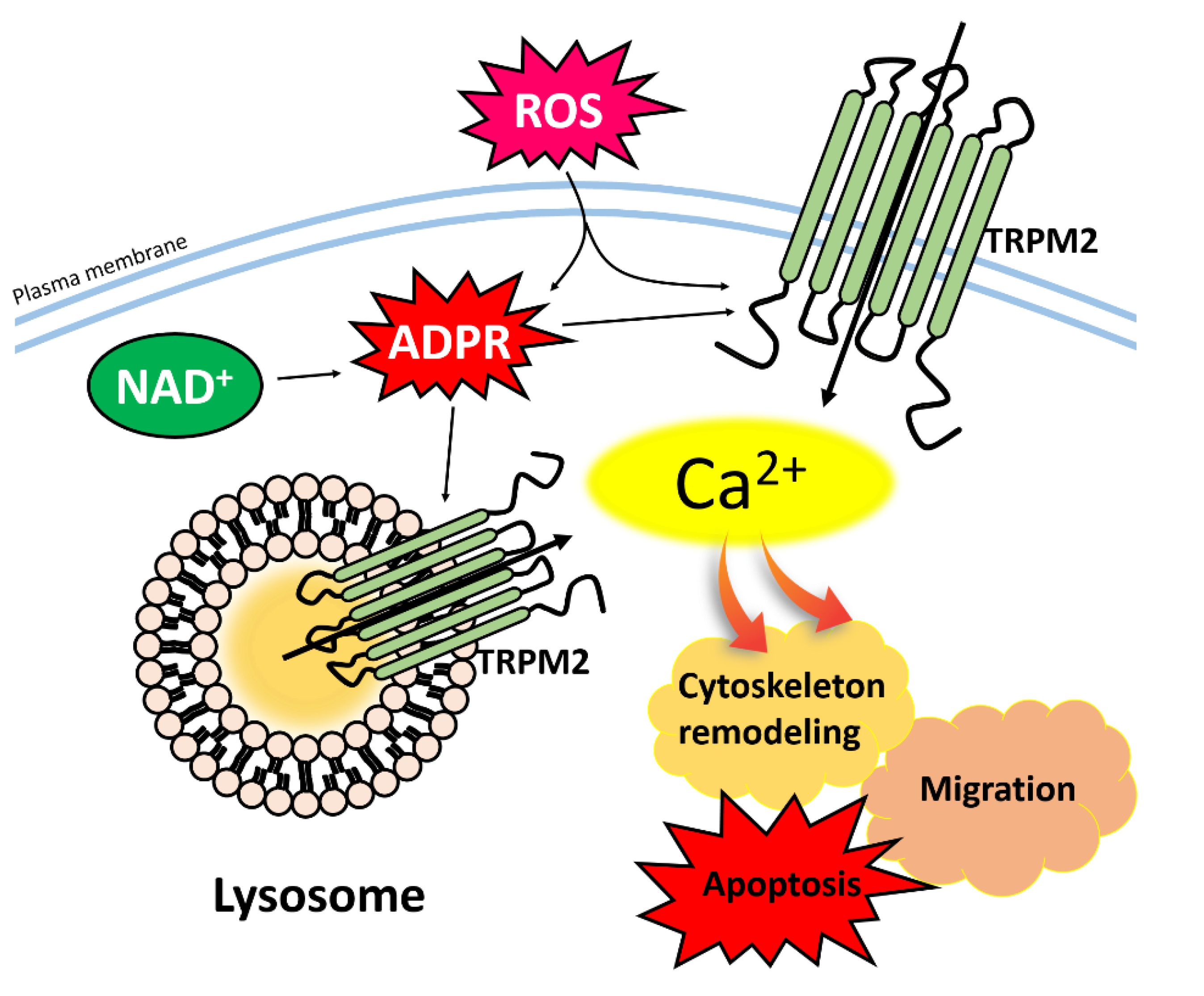 Pharmaceutics 12 00217 g002 Pharmaceutics 12 00217 g002