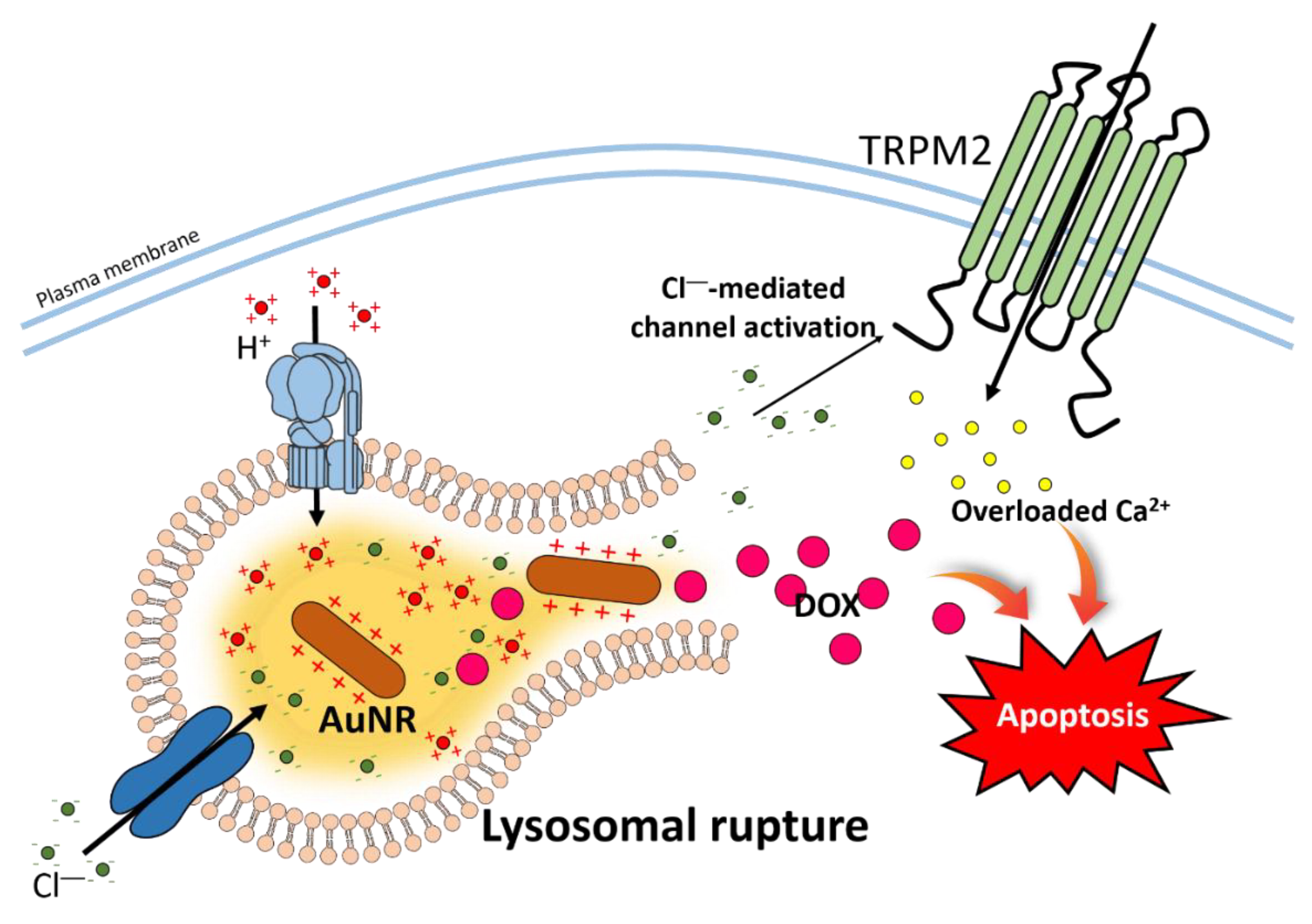 Pharmaceutics 12 00217 g003 Pharmaceutics 12 00217 g003