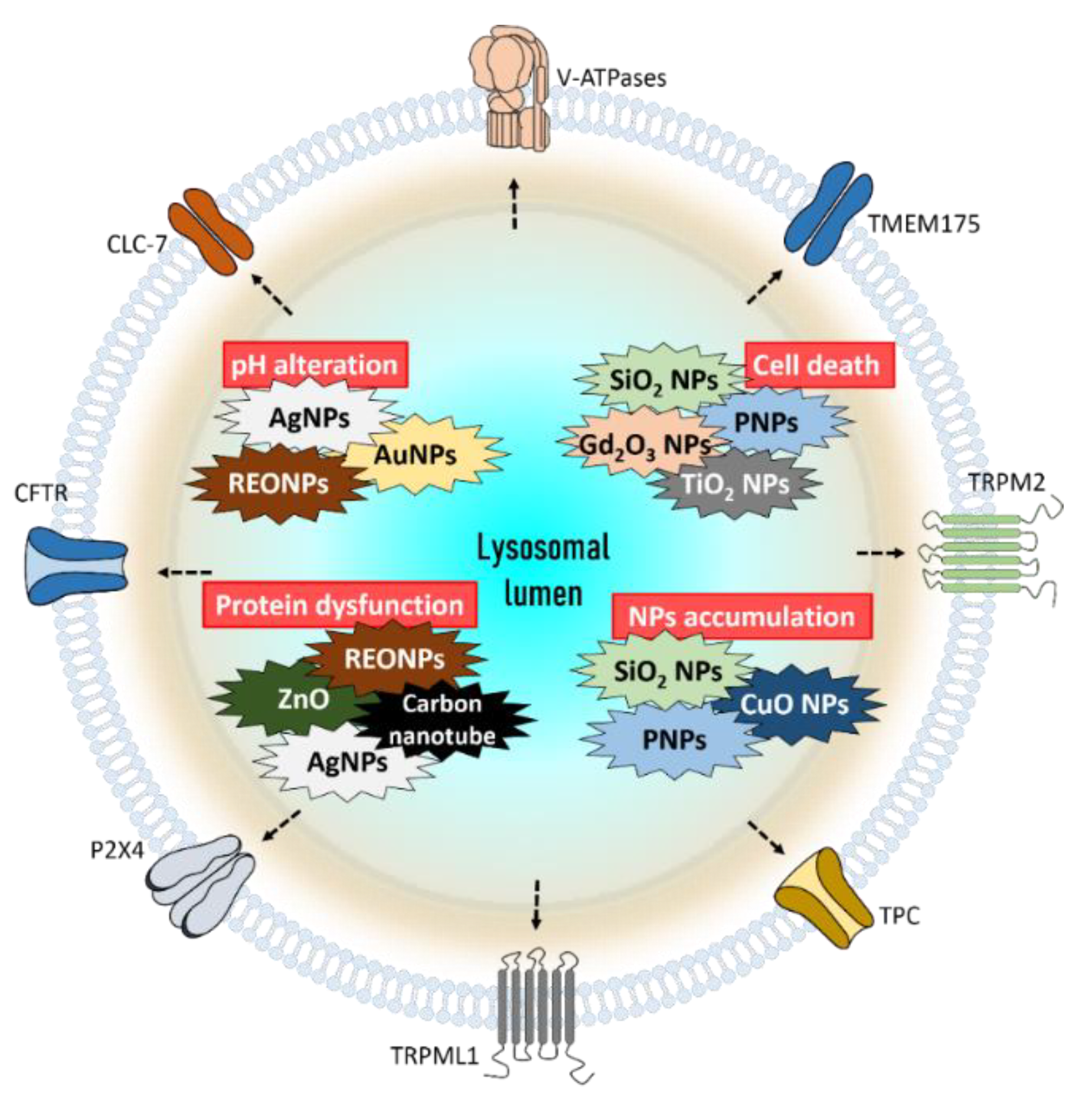 Pharmaceutics 12 00217 g004 Pharmaceutics 12 00217 g004