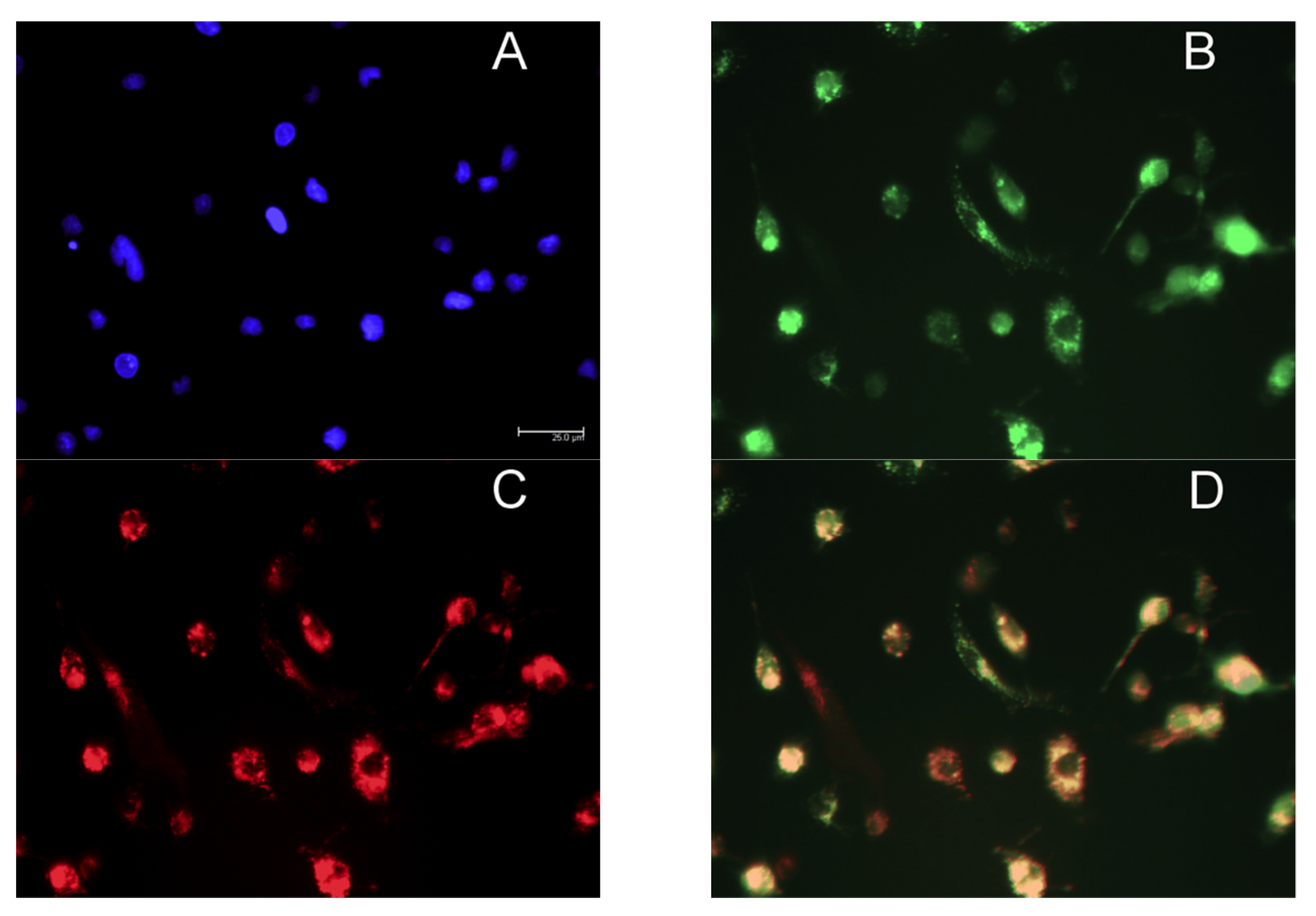 Pharmaceutics 12 00243 g004 Pharmaceutics 12 00243 g004