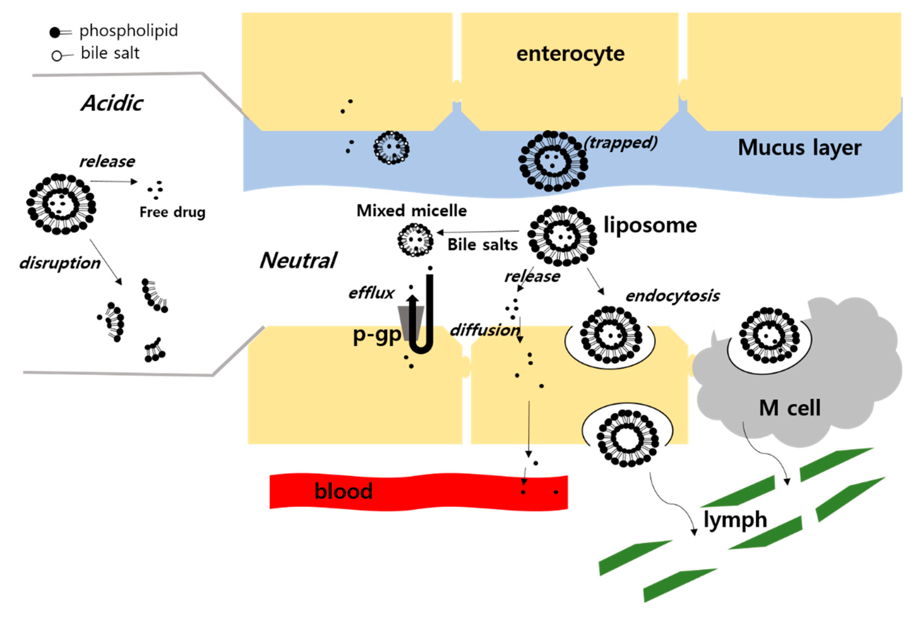 Pharmaceutics 12 00264 g006 Pharmaceutics 12 00264 g006