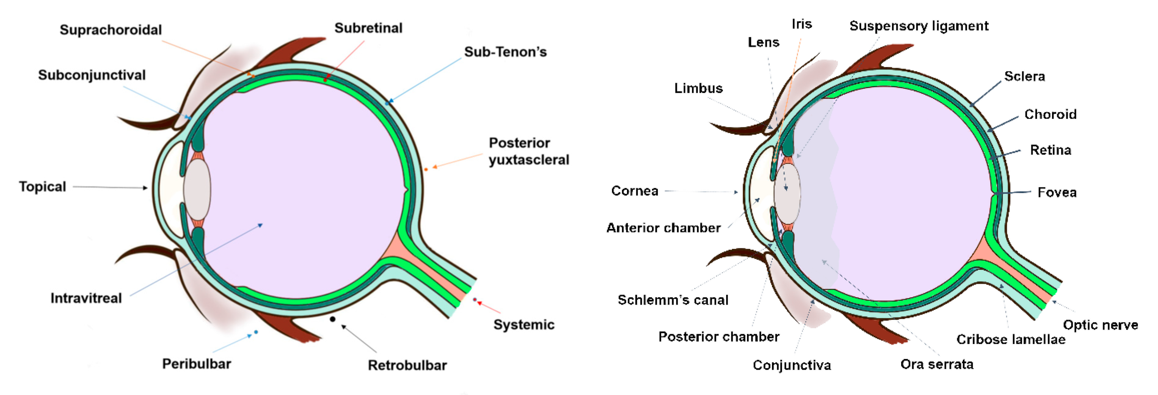 Pharmaceutics 12 00269 g002 Pharmaceutics 12 00269 g002