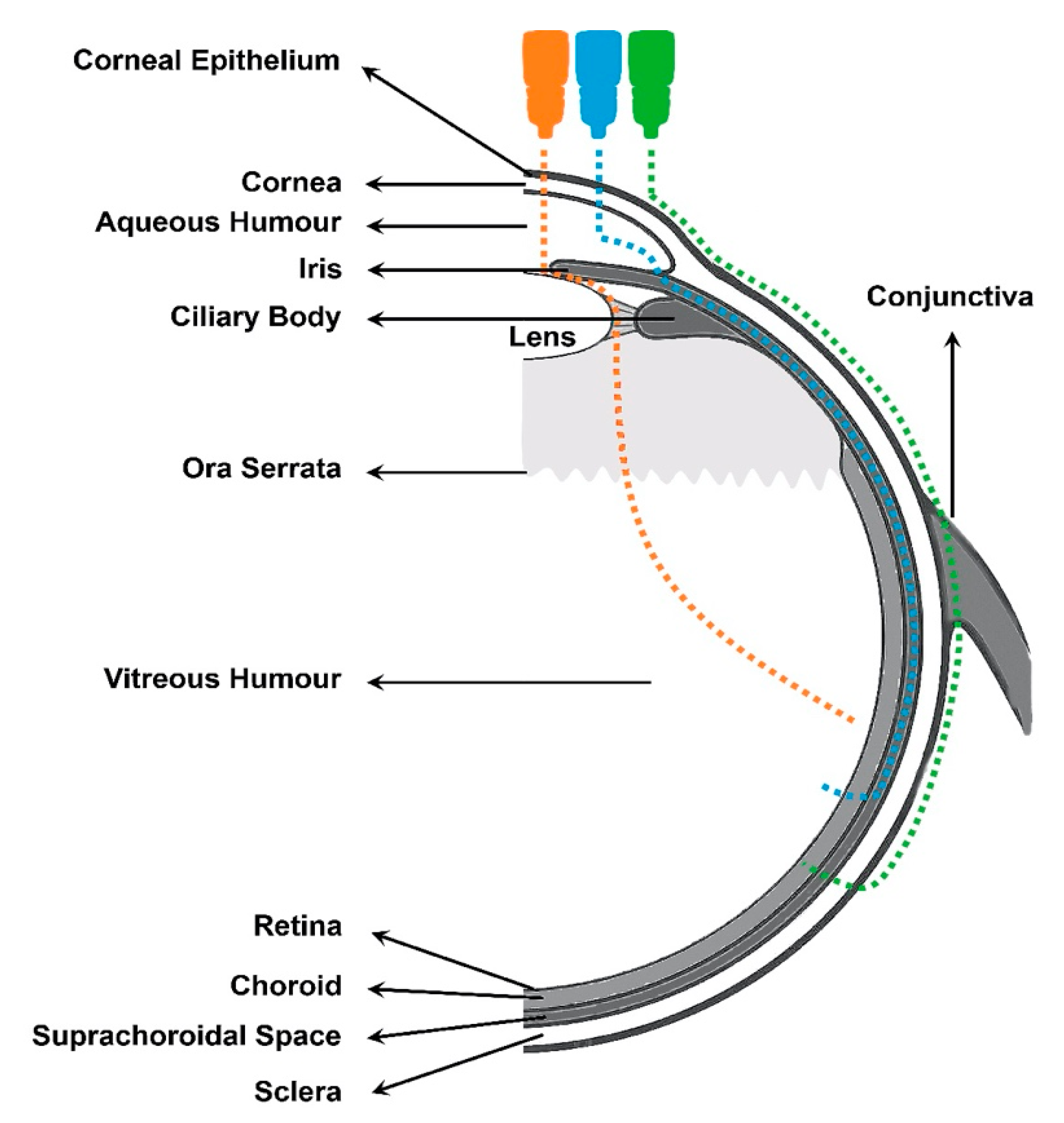 Pharmaceutics 12 00269 g007 Pharmaceutics 12 00269 g007