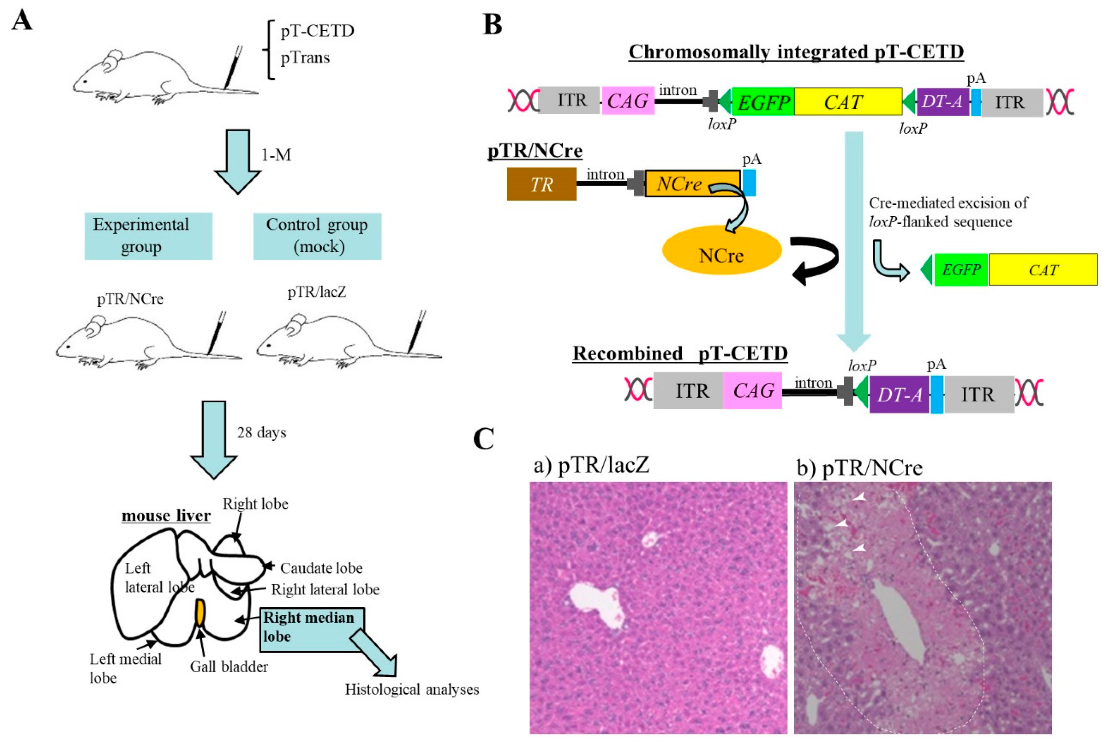 Pharmaceutics 12 00277 g002 Pharmaceutics 12 00277 g002