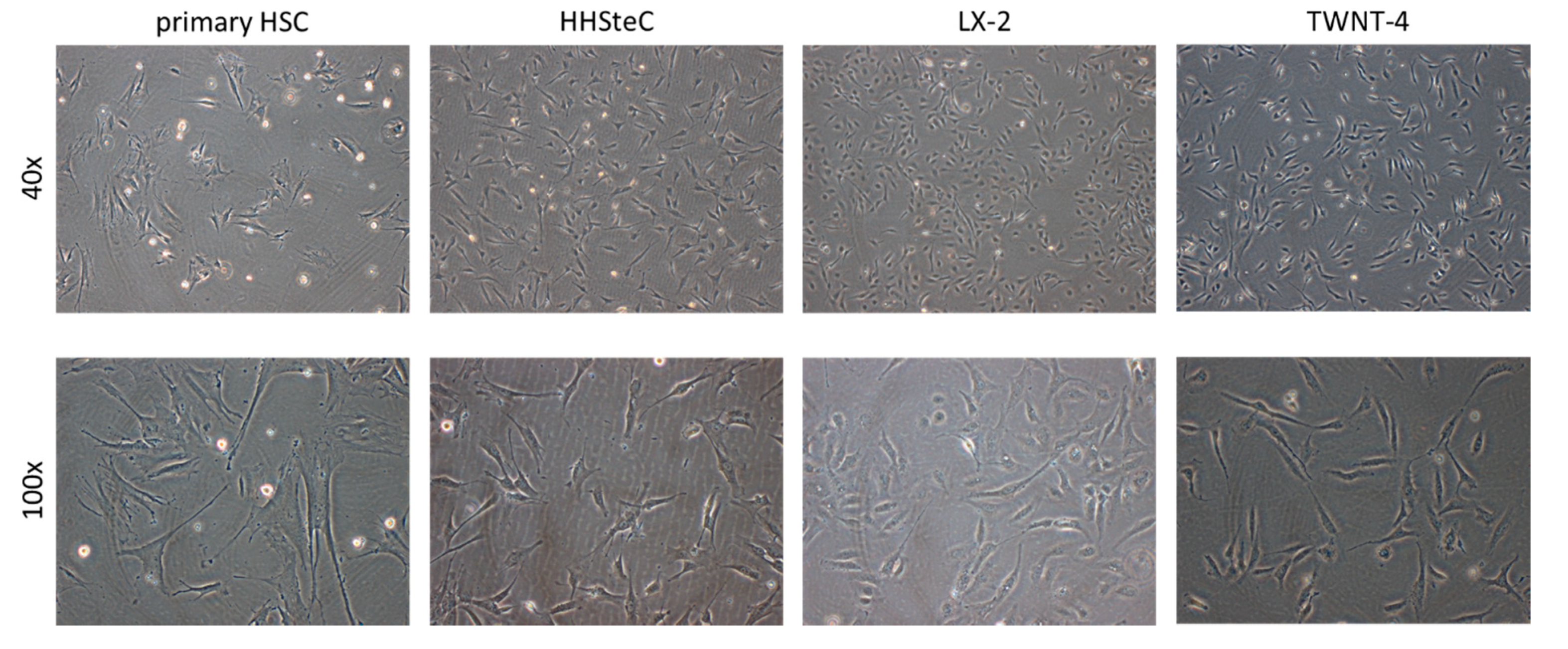 Pharmaceutics 12 00278 g001 Pharmaceutics 12 00278 g001