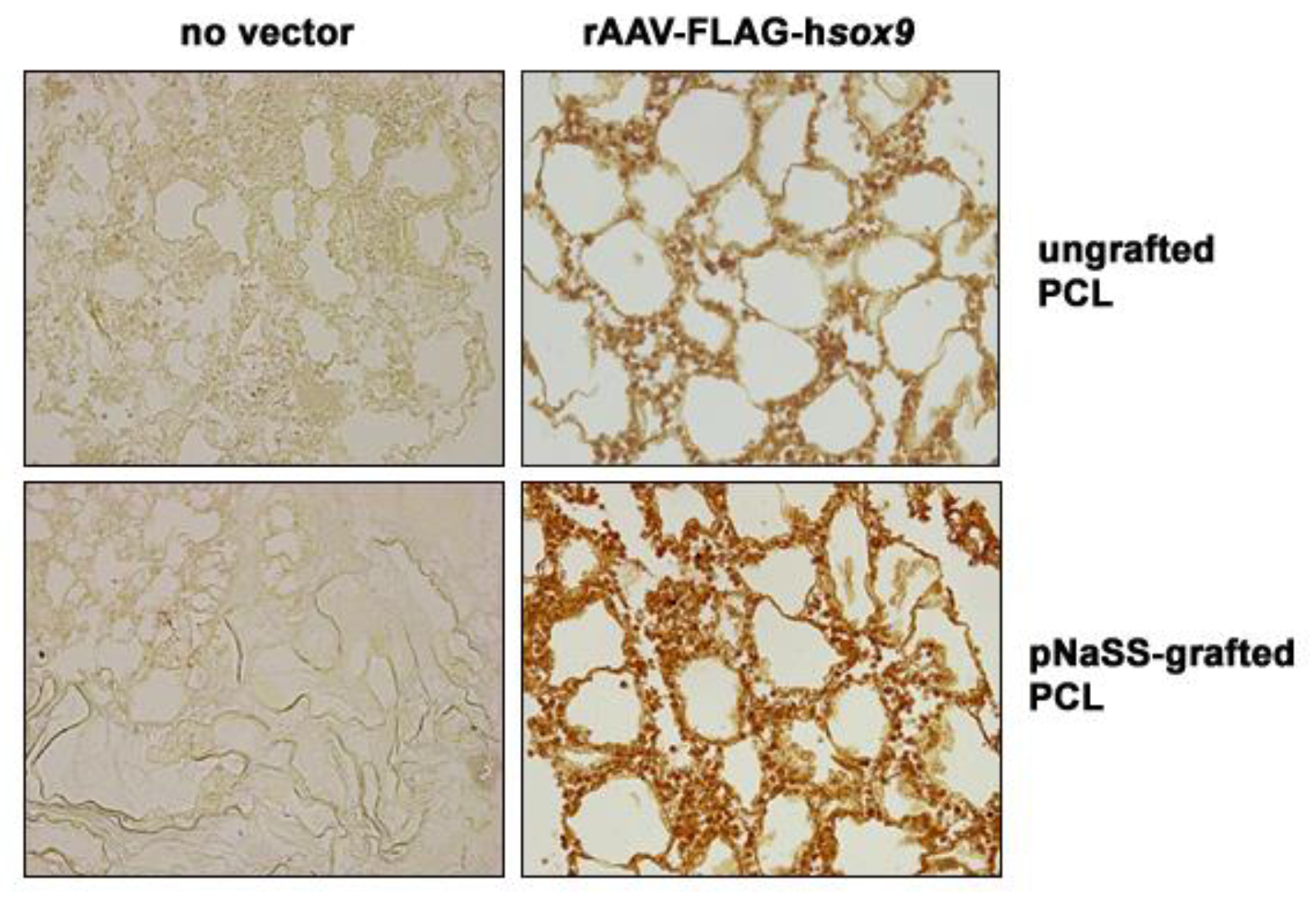 Pharmaceutics 12 00280 g001