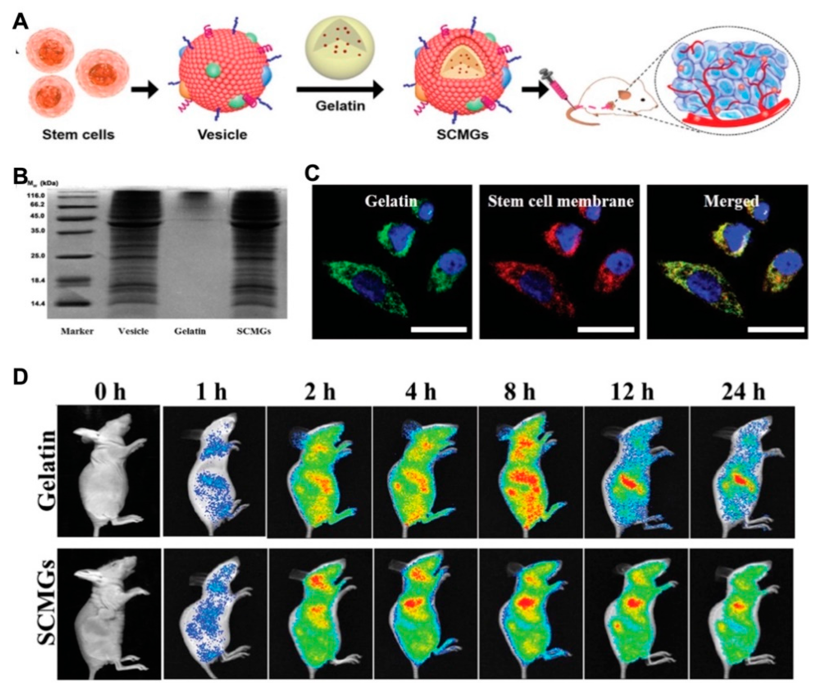 Pharmaceutics 12 00290 g007