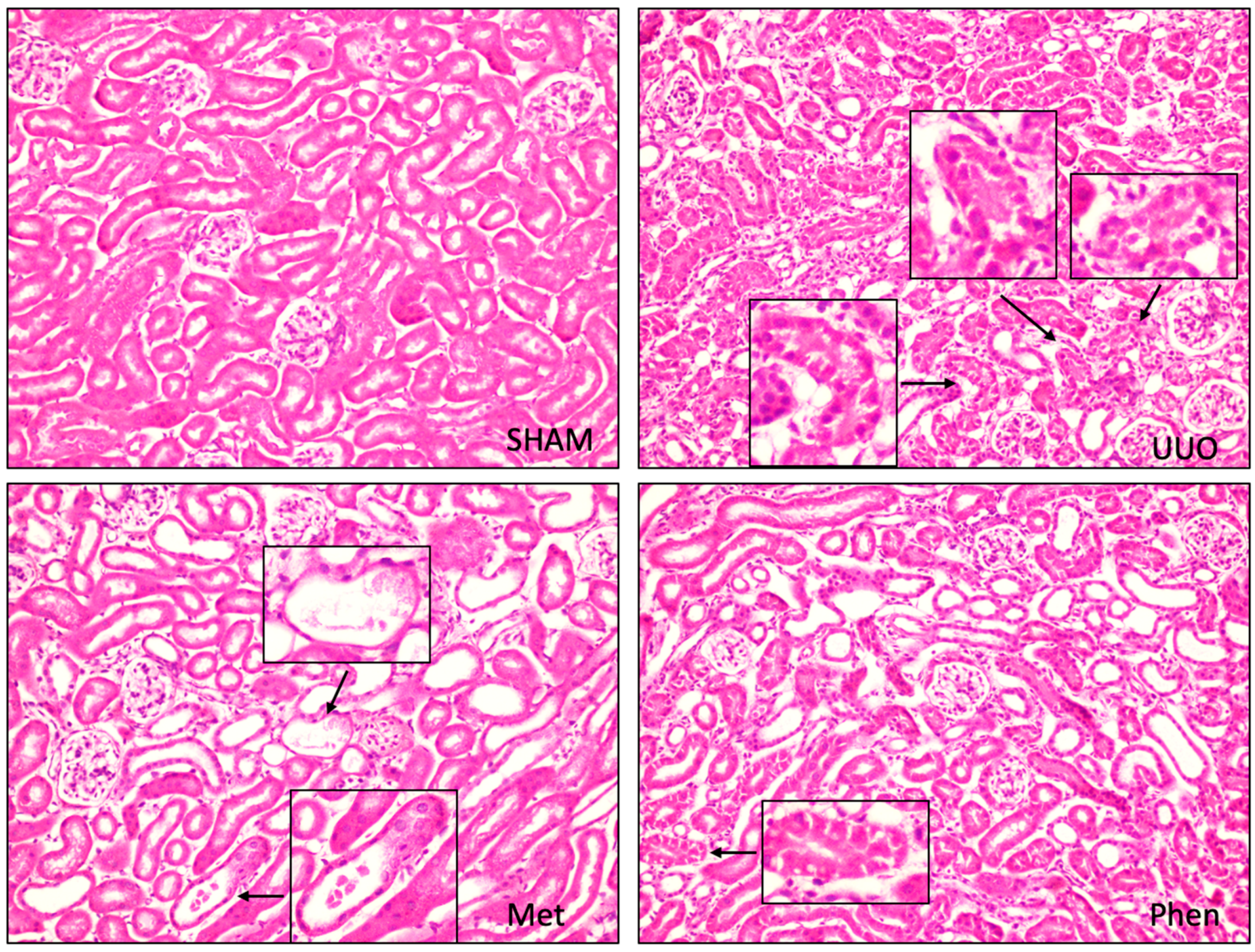 Pharmaceutics 12 00301 g003