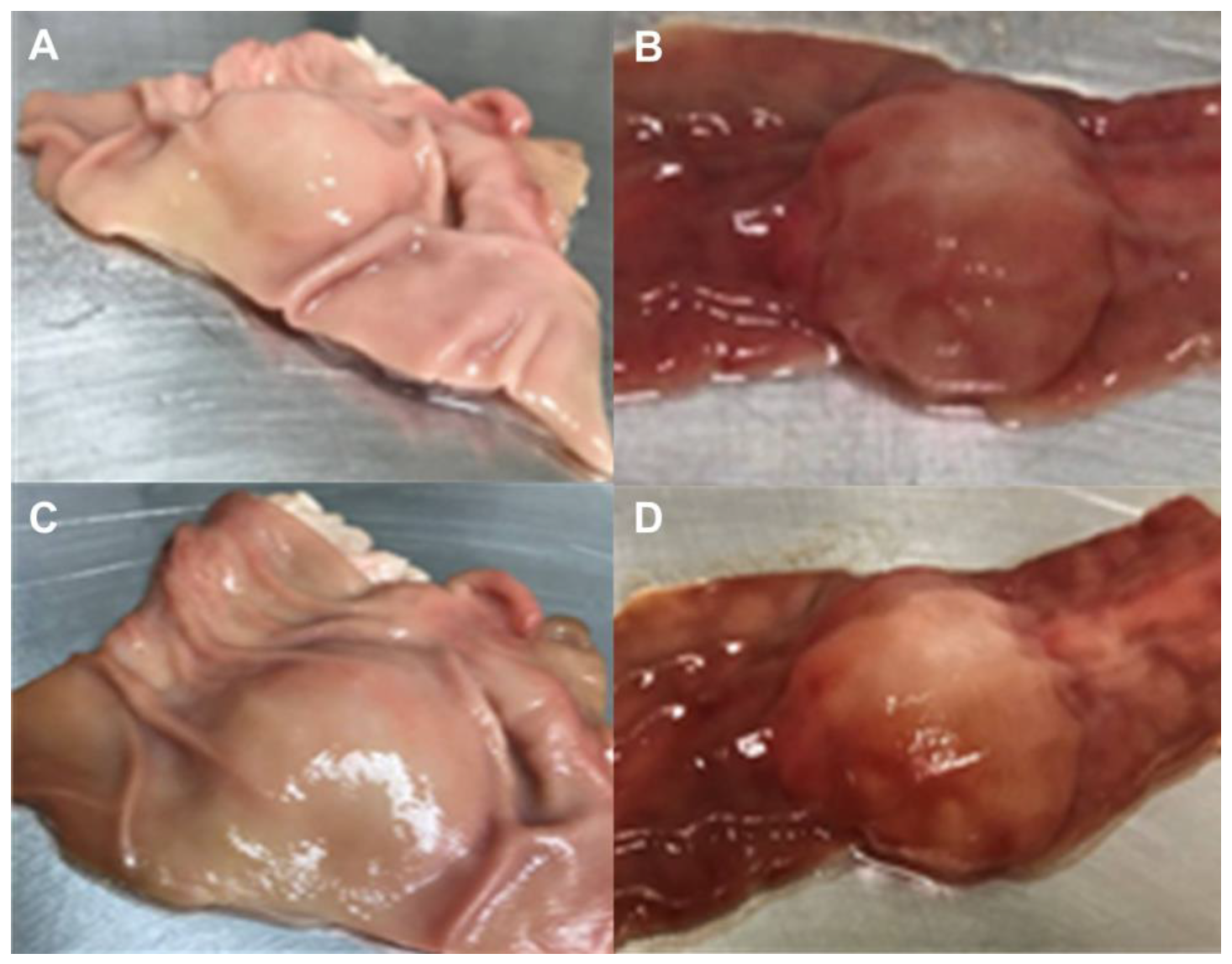 Pharmaceutics 12 00322 g005
