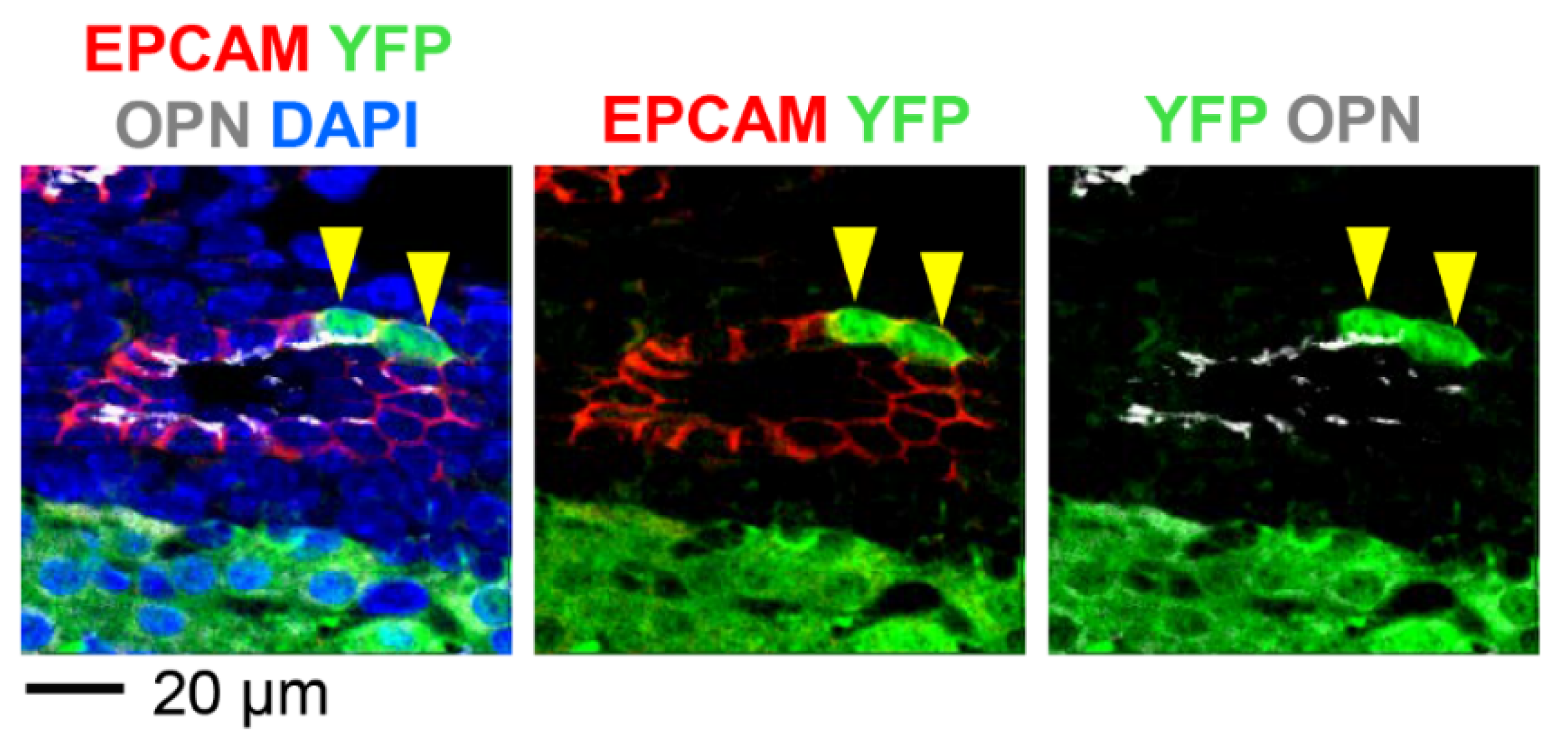 Pharmaceutics 12 00351 g003 Pharmaceutics 12 00351 g003