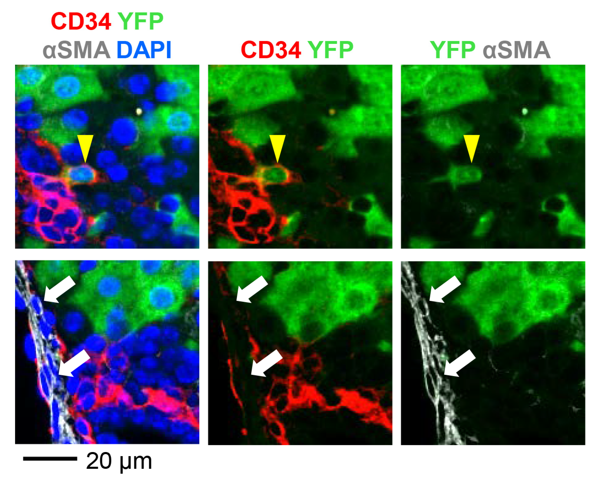 Pharmaceutics 12 00351 g004 Pharmaceutics 12 00351 g004