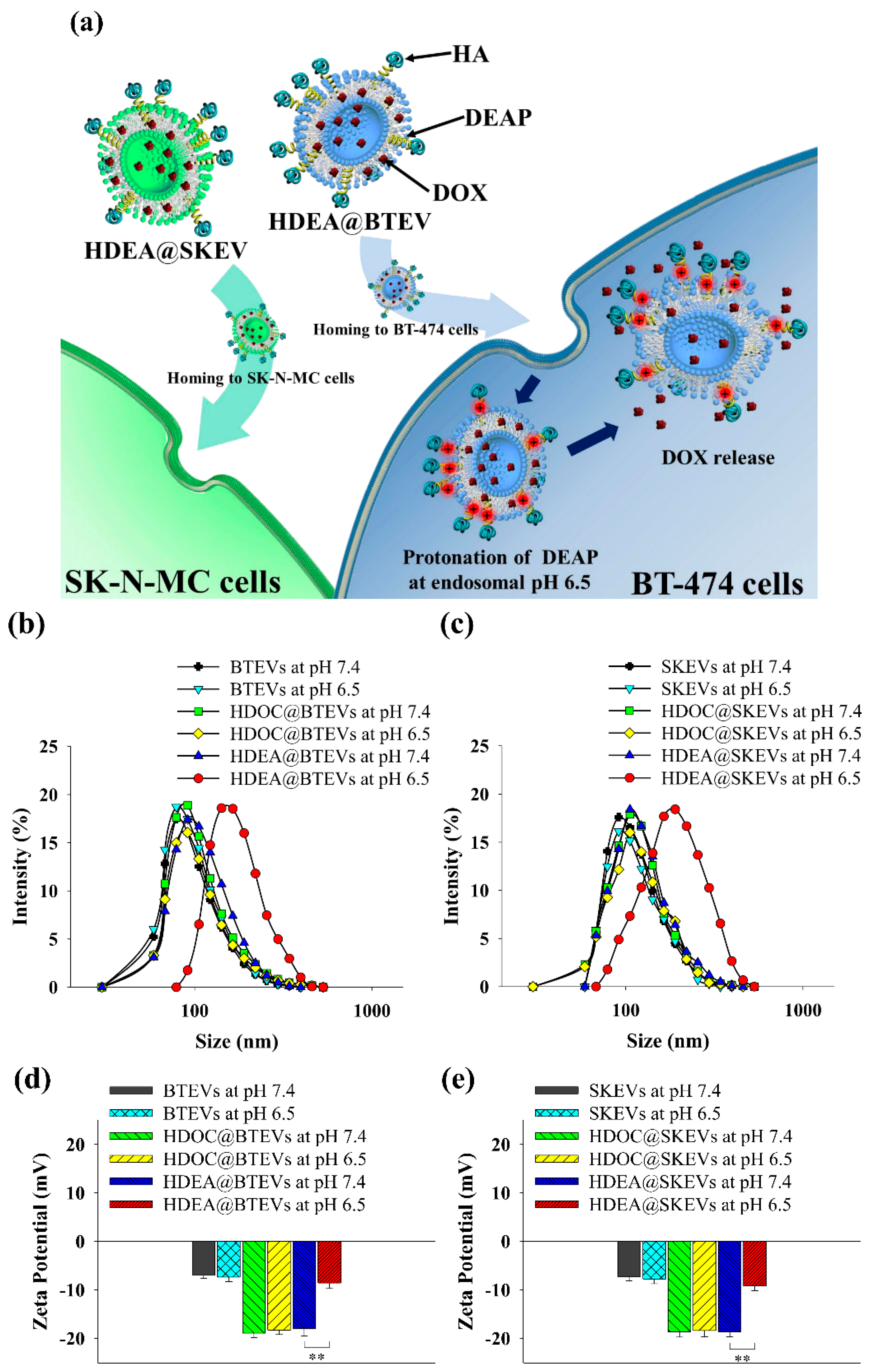 Pharmaceutics 12 00372 g001a Pharmaceutics 12 00372 g001a