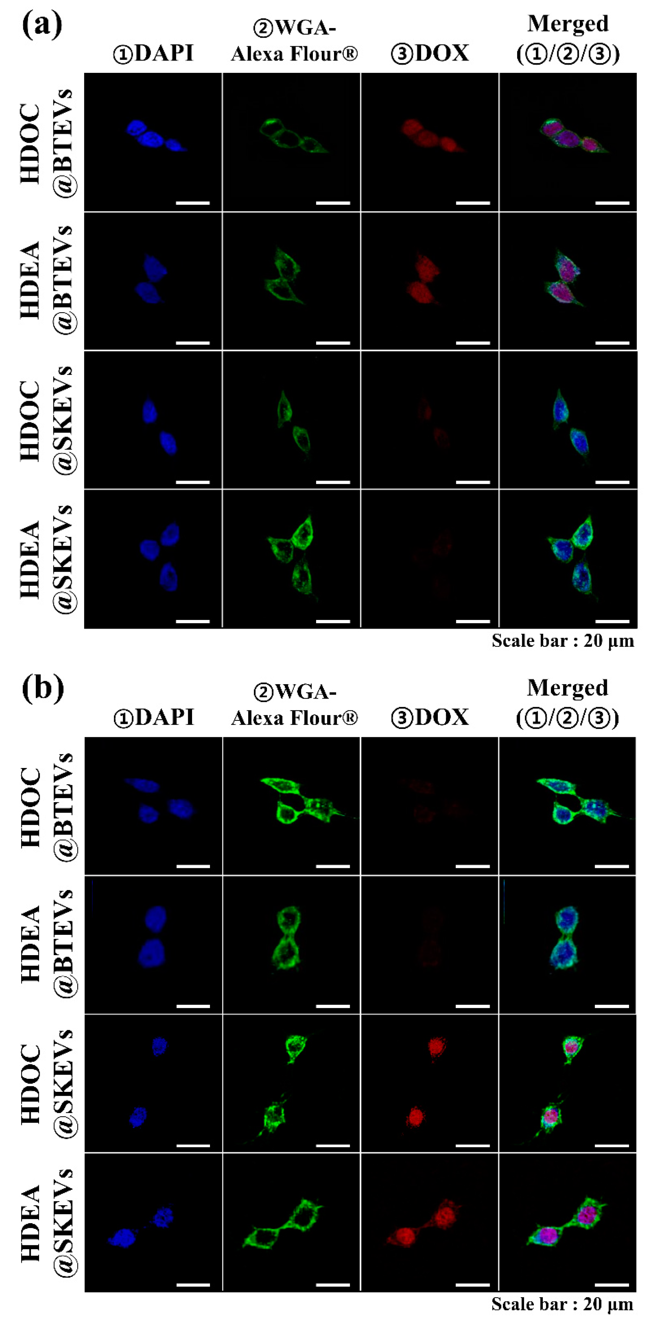 Pharmaceutics 12 00372 g006 Pharmaceutics 12 00372 g006