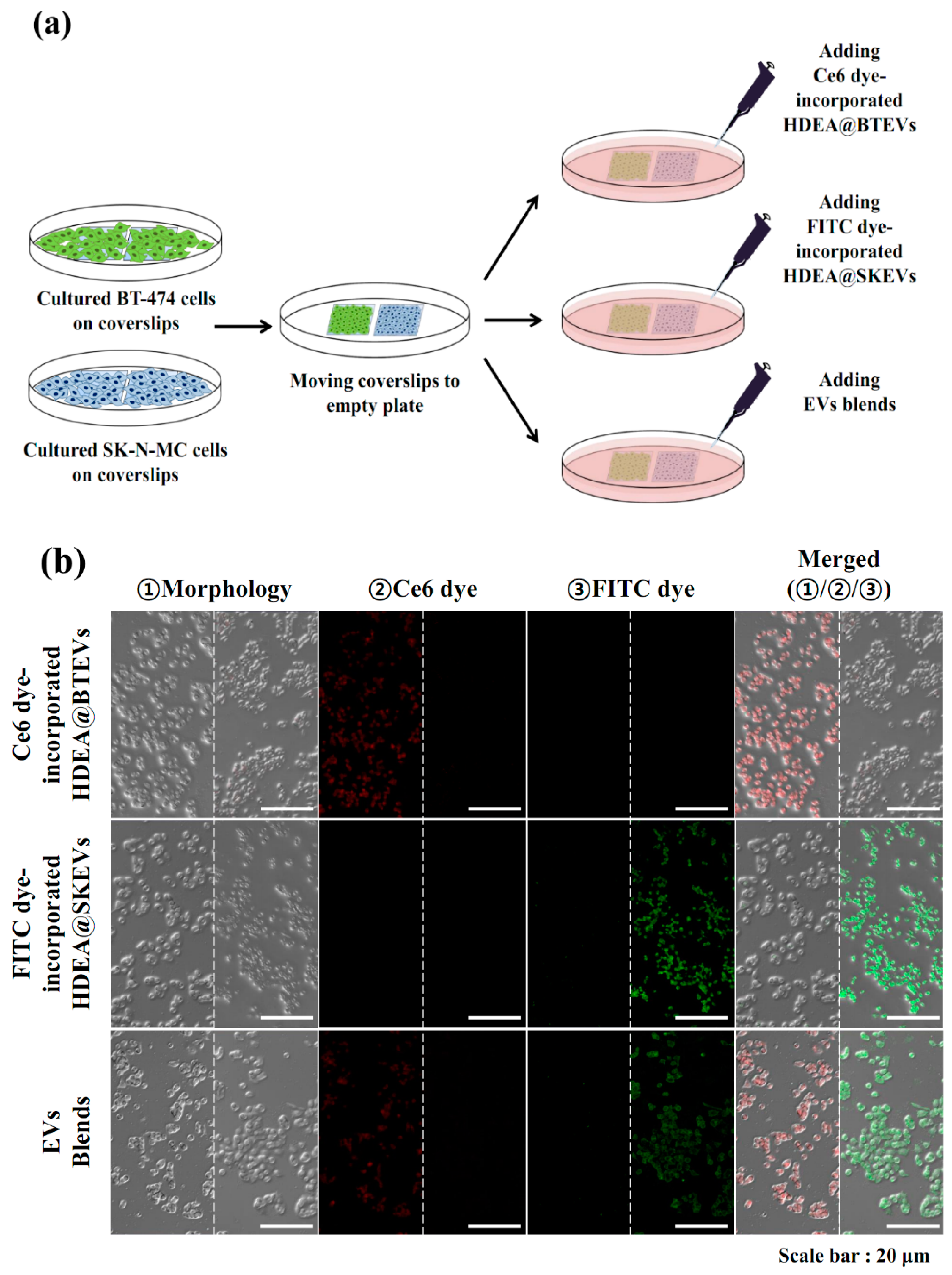 Pharmaceutics 12 00372 g007a Pharmaceutics 12 00372 g007a