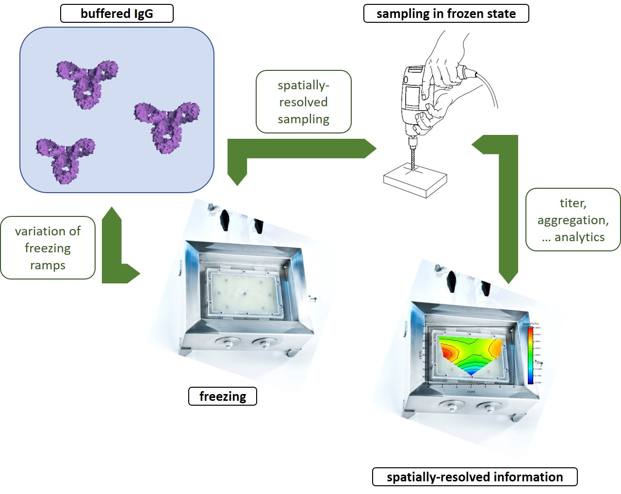 Pharmaceutics Free FullText Spatially Resolved Effects of Protein