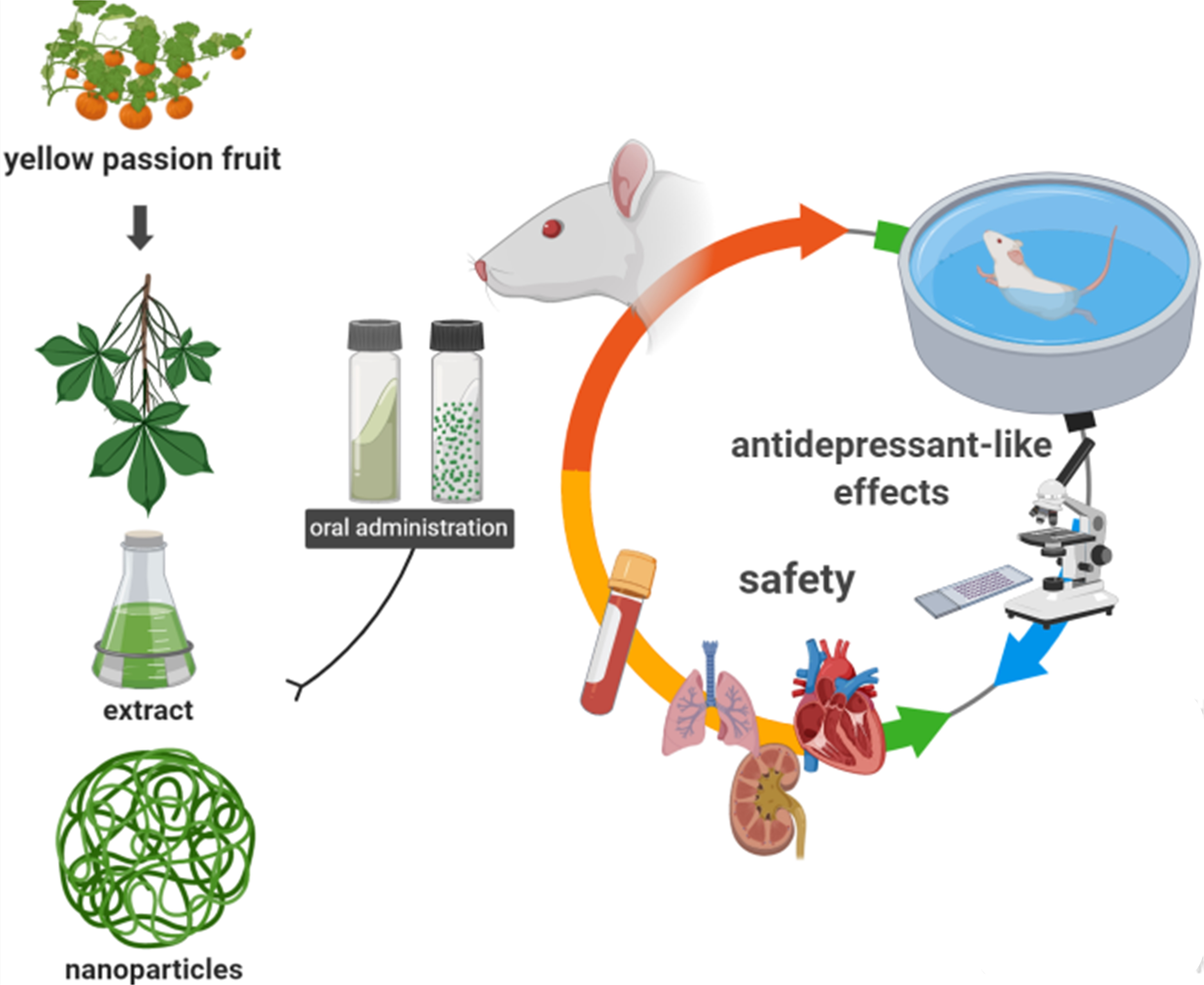 Pharmaceutics Free Full Text In Vivo Antidepressant Effect Of