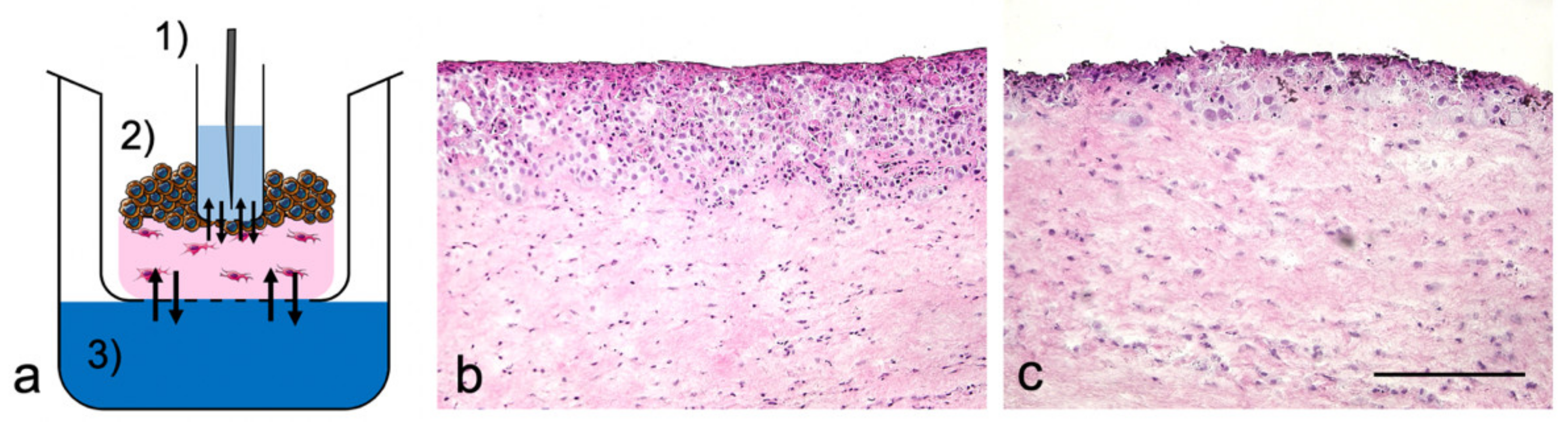 Pharmaceutics 12 00413 g001