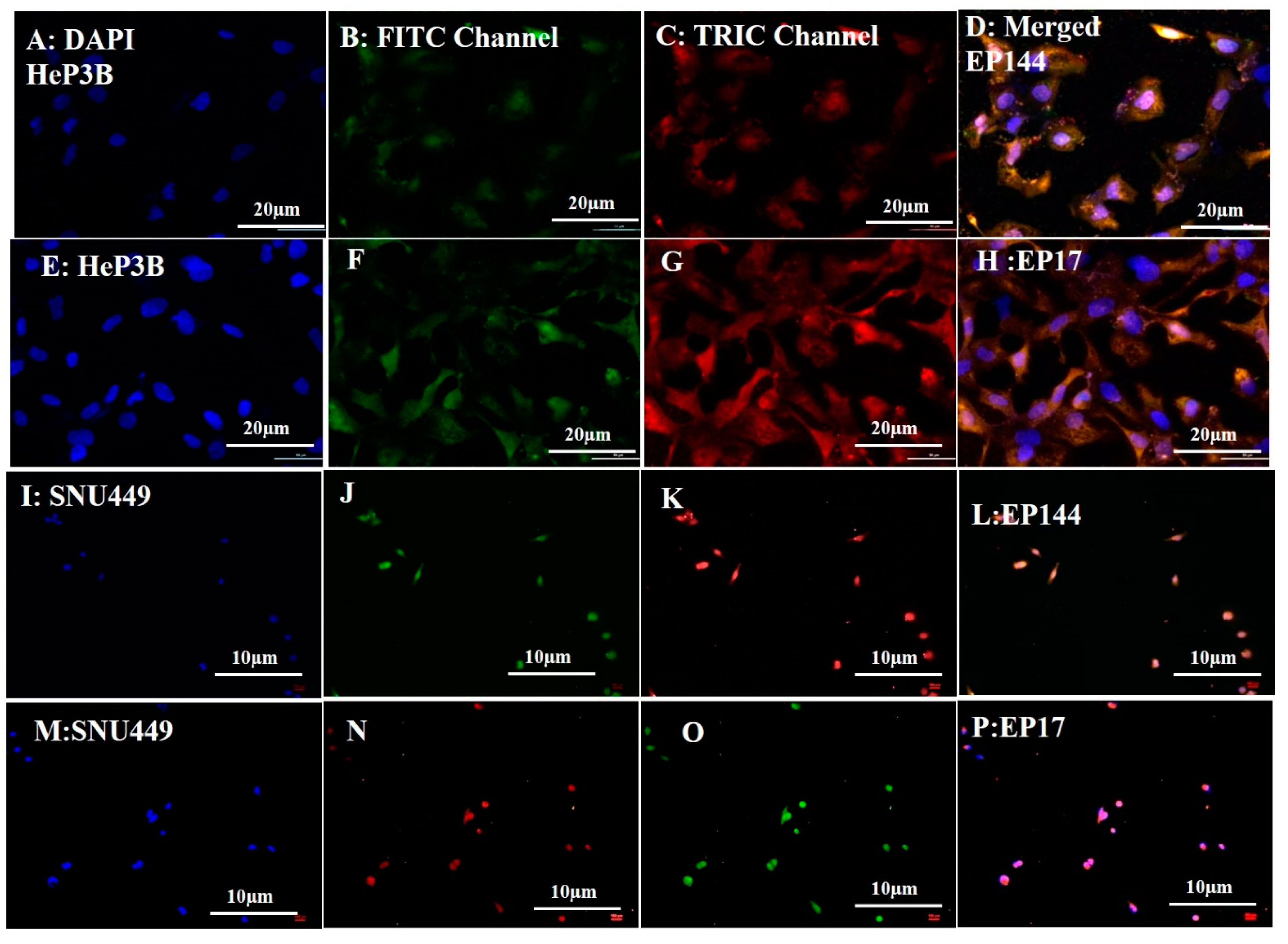 Pharmaceutics 12 00421 g004