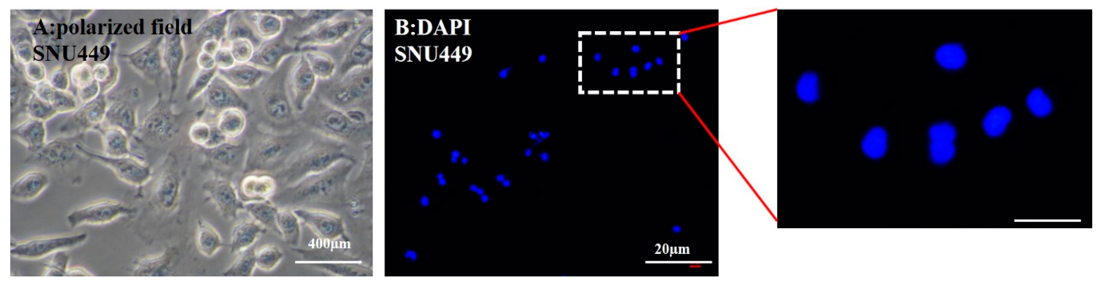 Pharmaceutics 12 00421 g006