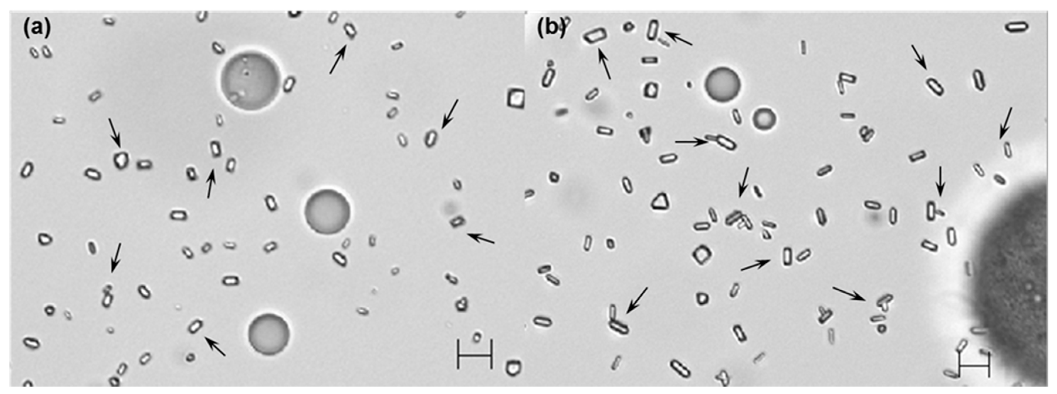 Pharmaceutics 12 00425 g004 Pharmaceutics 12 00425 g004