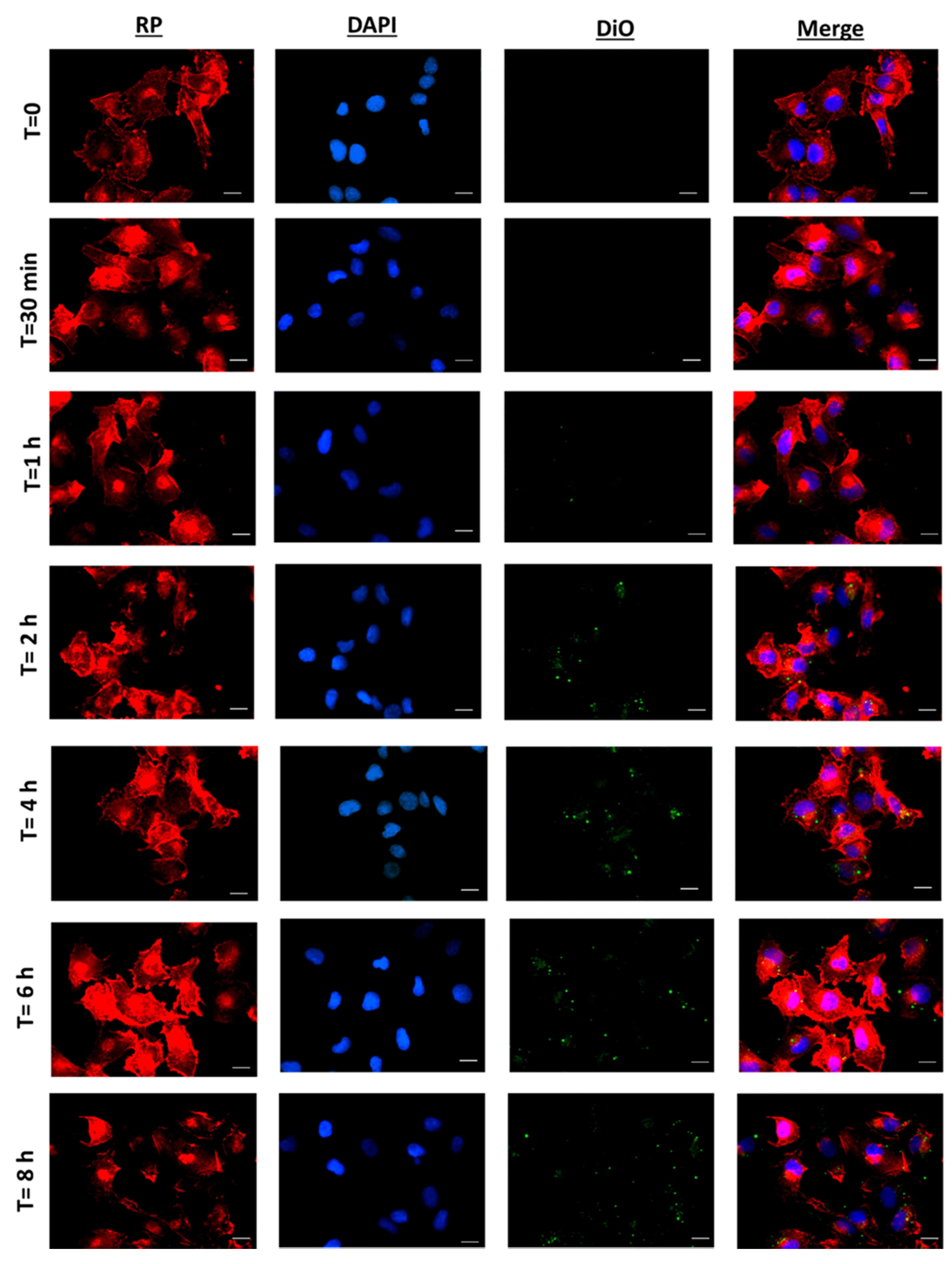 Pharmaceutics 12 00439 g004 Pharmaceutics 12 00439 g004