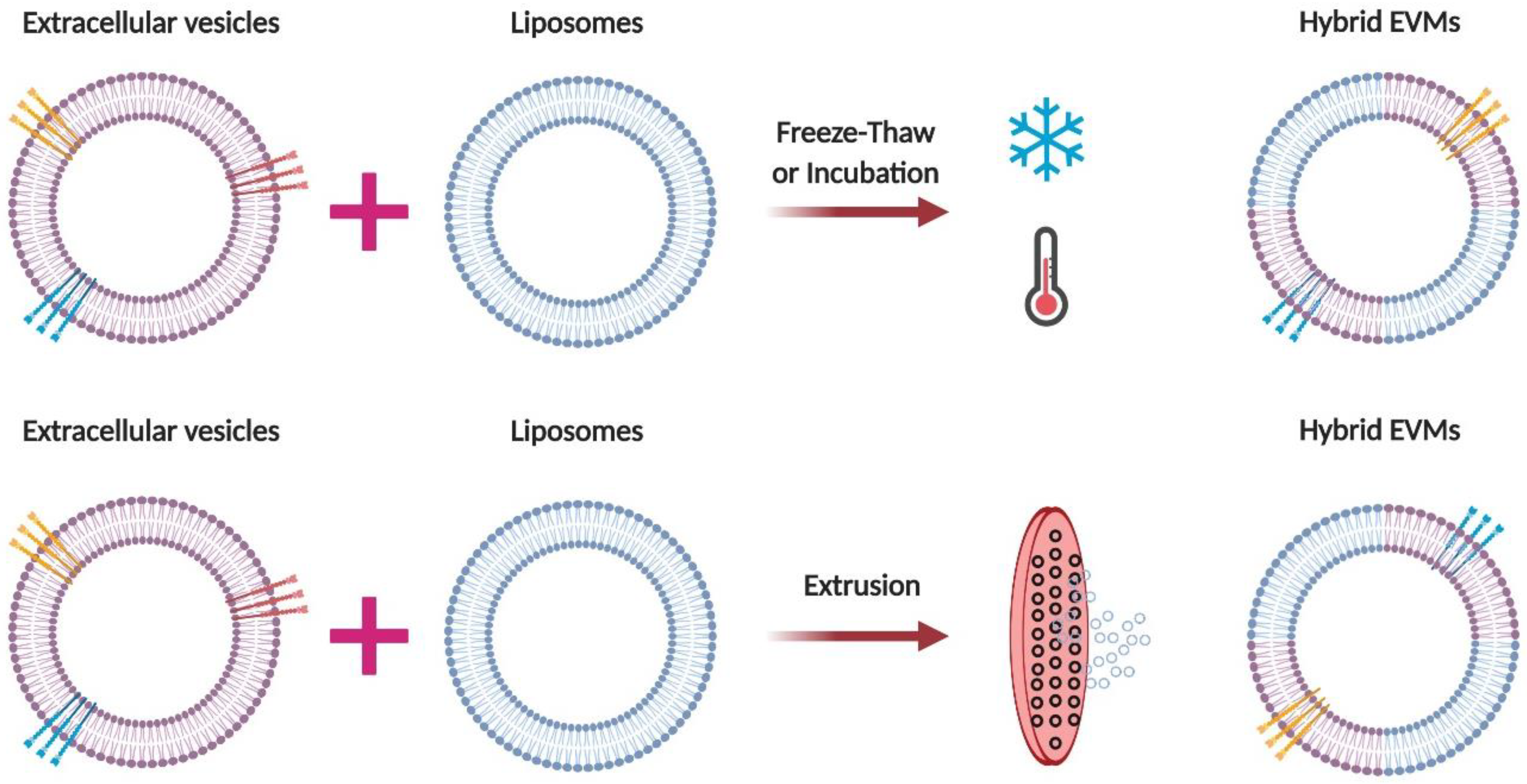 Pharmaceutics 12 00442 g003 Pharmaceutics 12 00442 g003