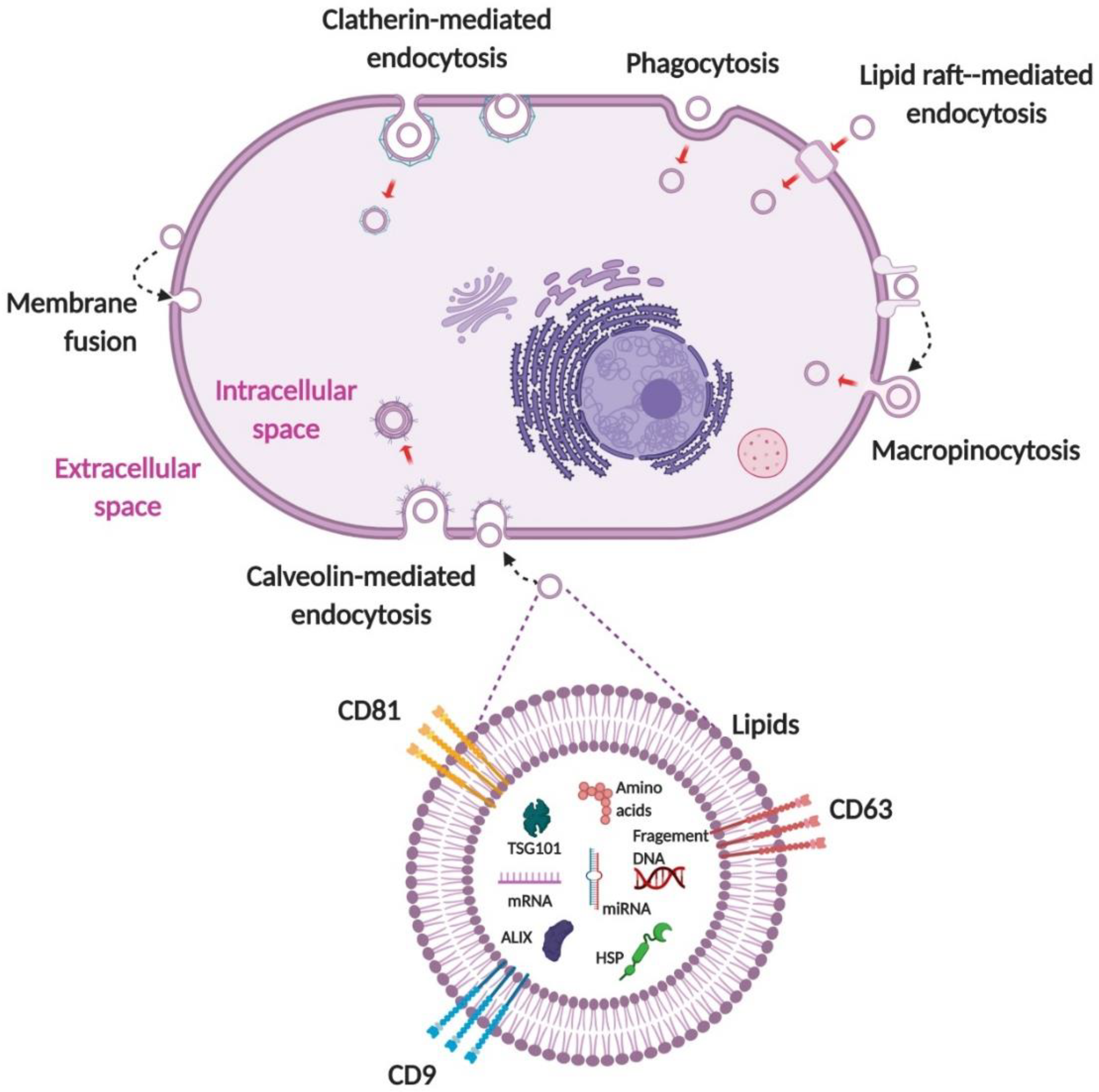 Pharmaceutics 12 00442 g004 Pharmaceutics 12 00442 g004