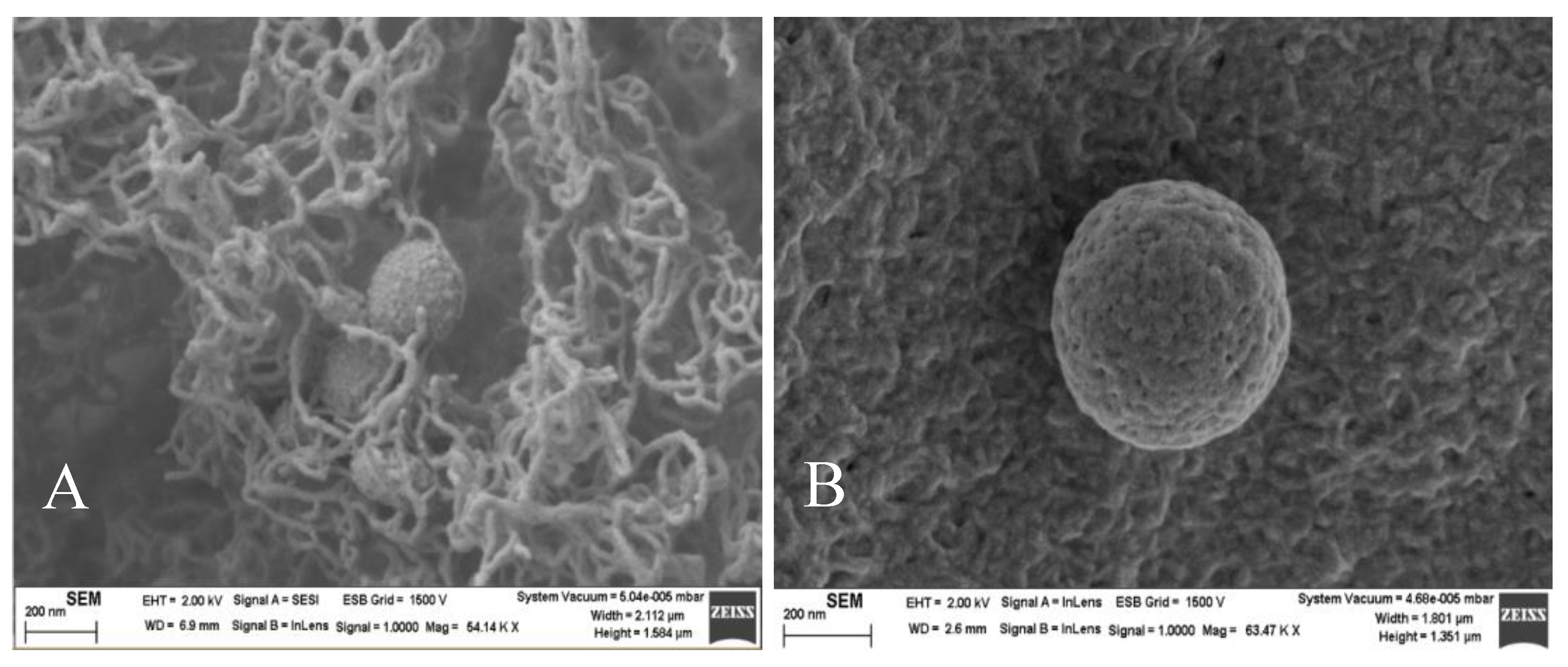 Pharmaceutics 12 00482 g006