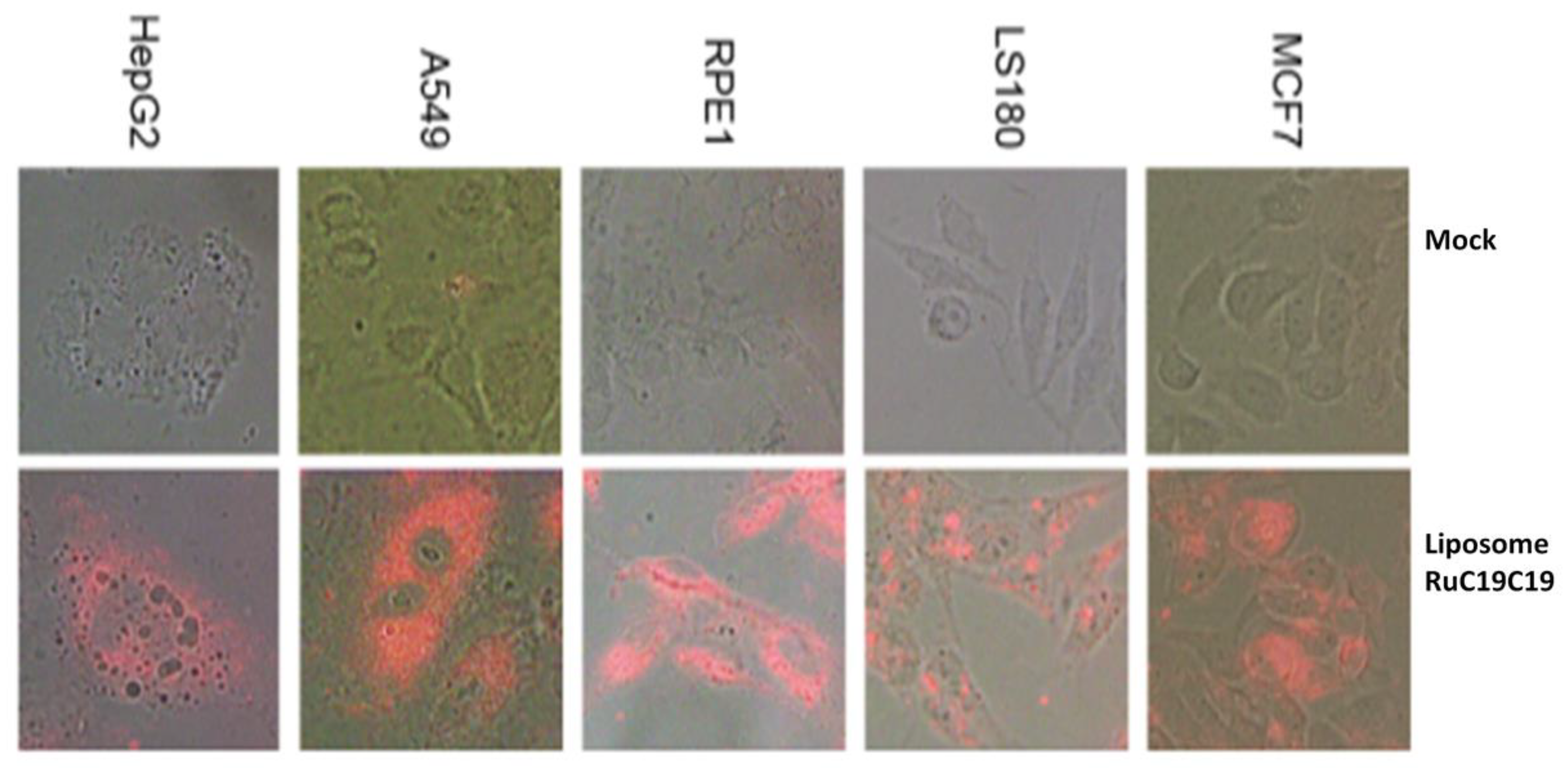Pharmaceutics 12 00482 g010