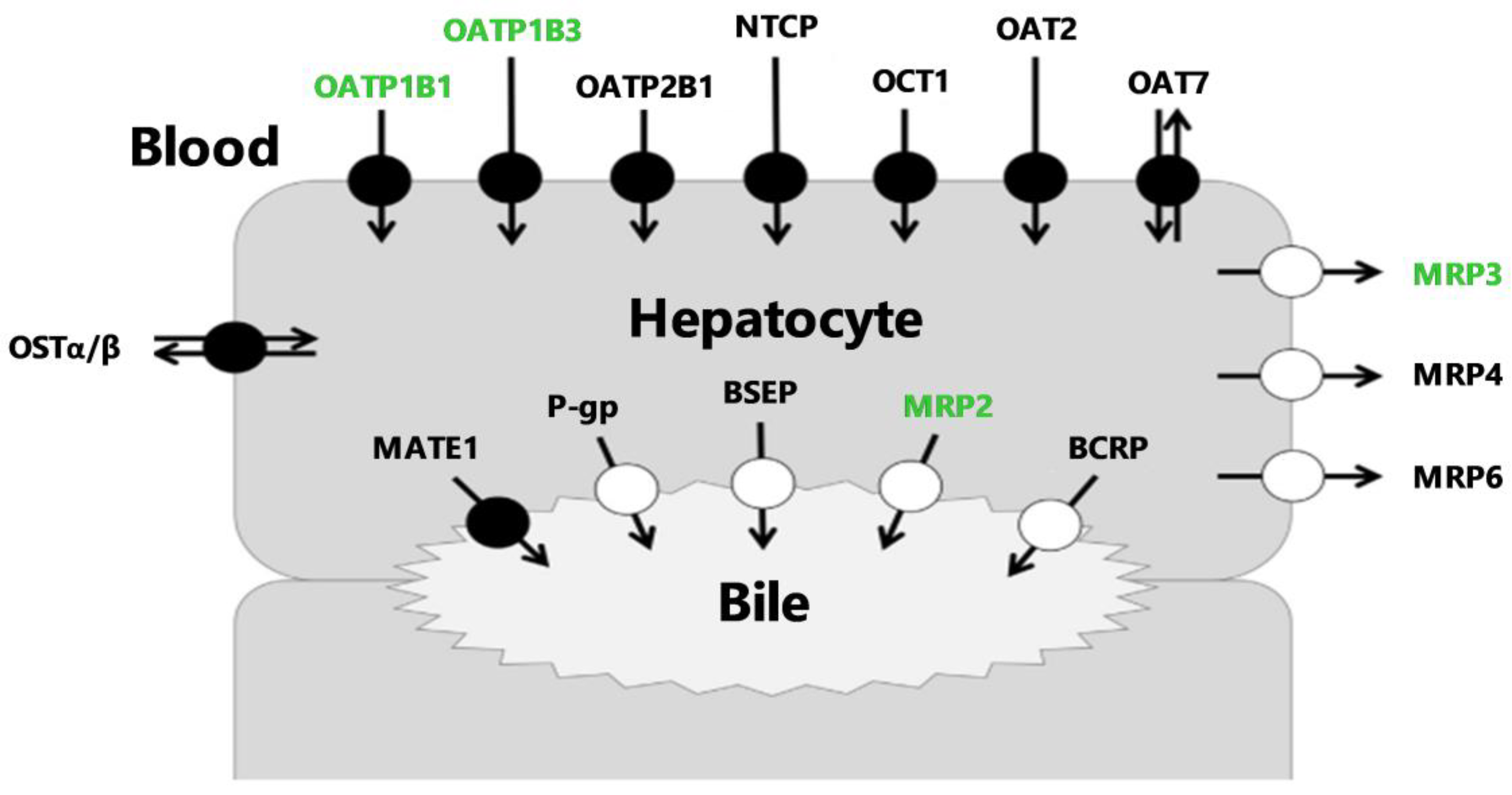 Pharmaceutics 12 00486 g001 Pharmaceutics 12 00486 g001