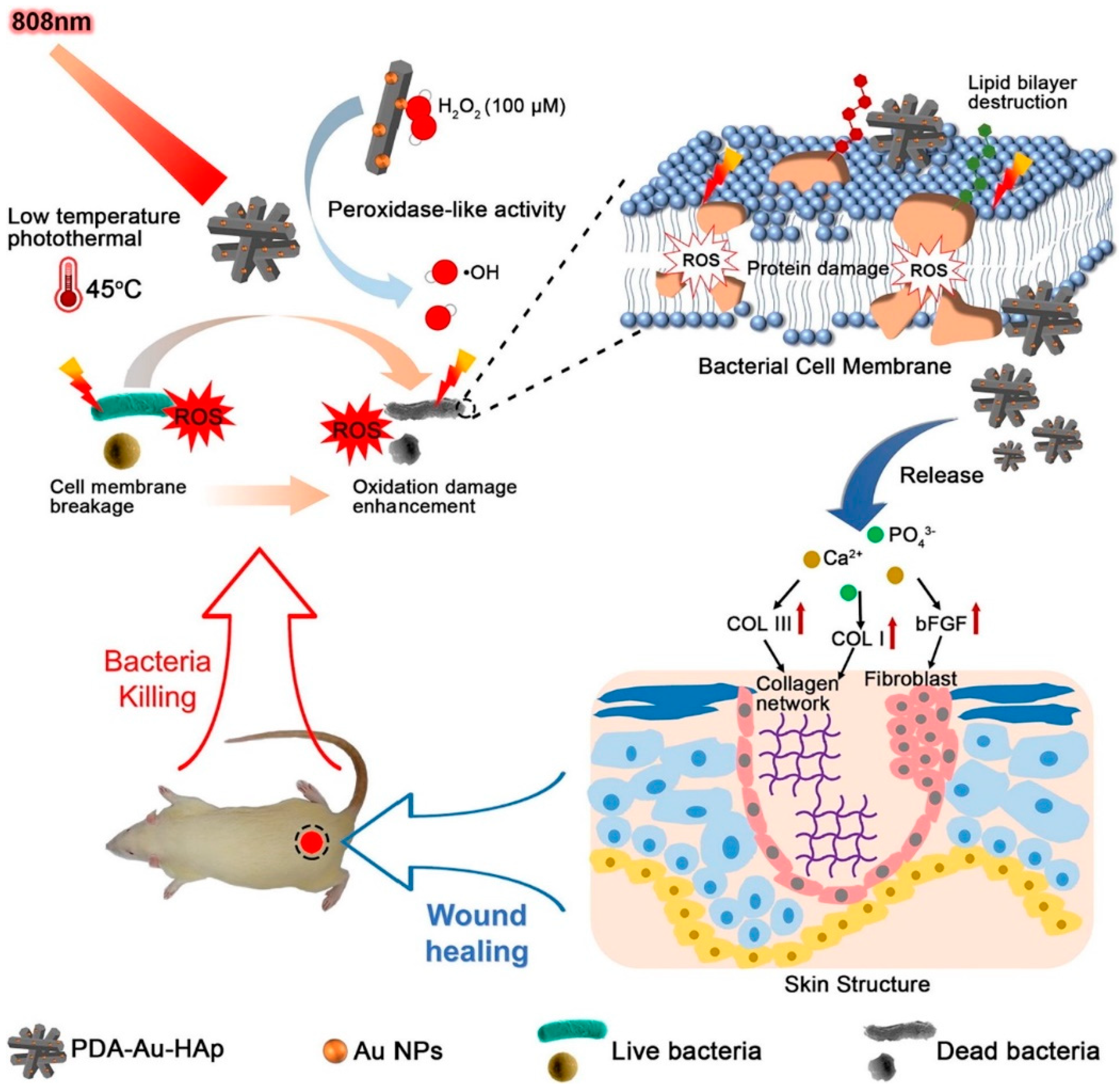 Pharmaceutics 12 00499 g001 Pharmaceutics 12 00499 g001
