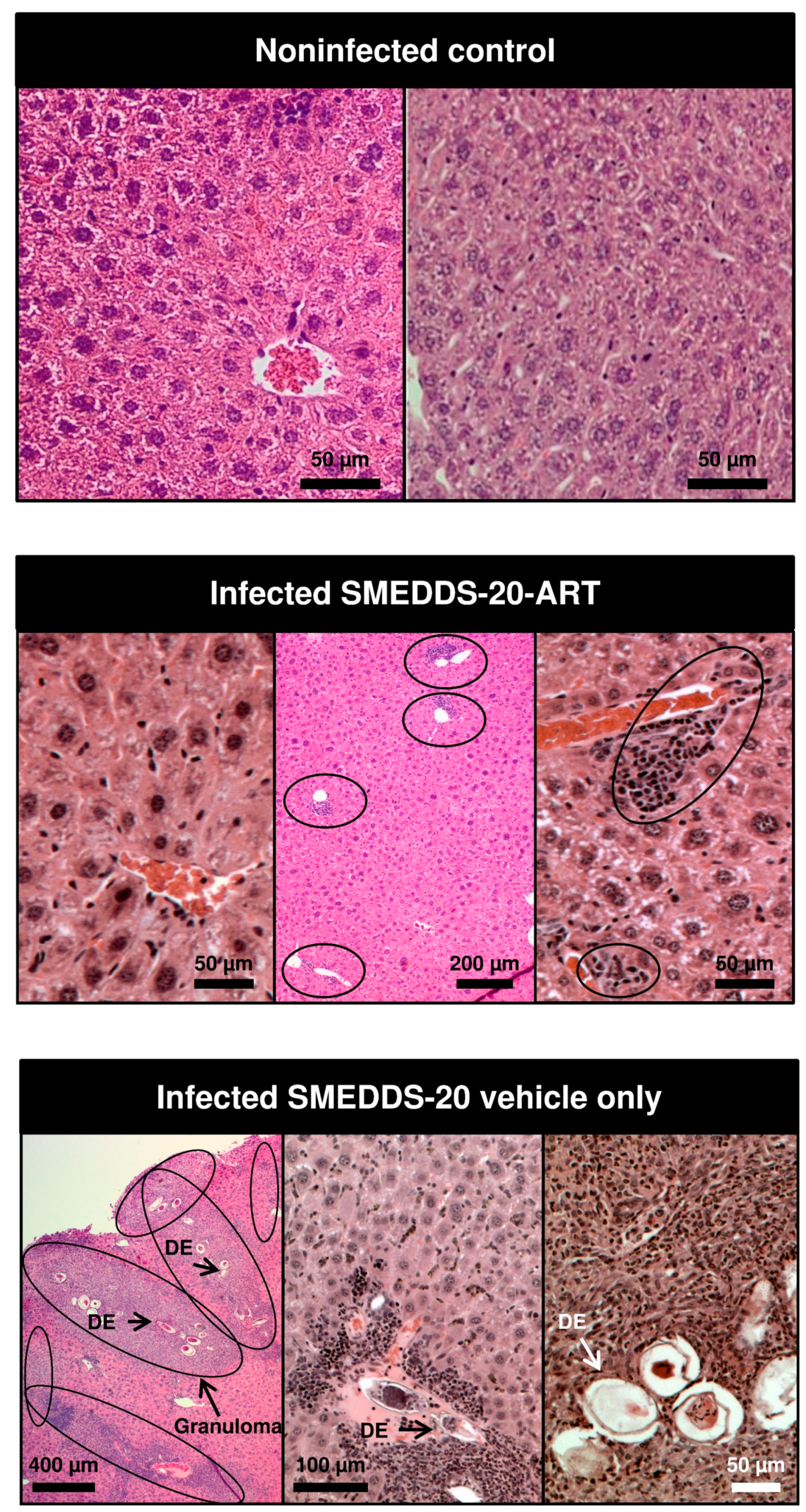 Pharmaceutics 12 00509 g009