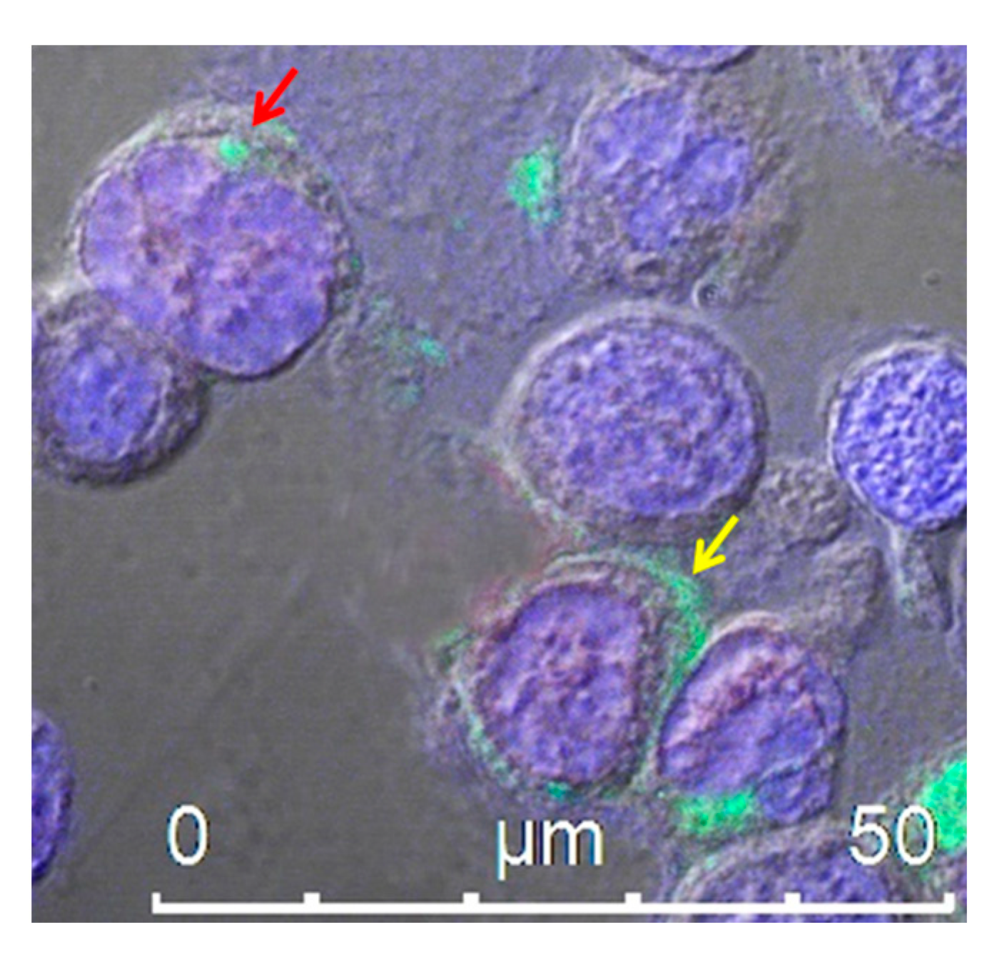 Pharmaceutics 12 00529 g002