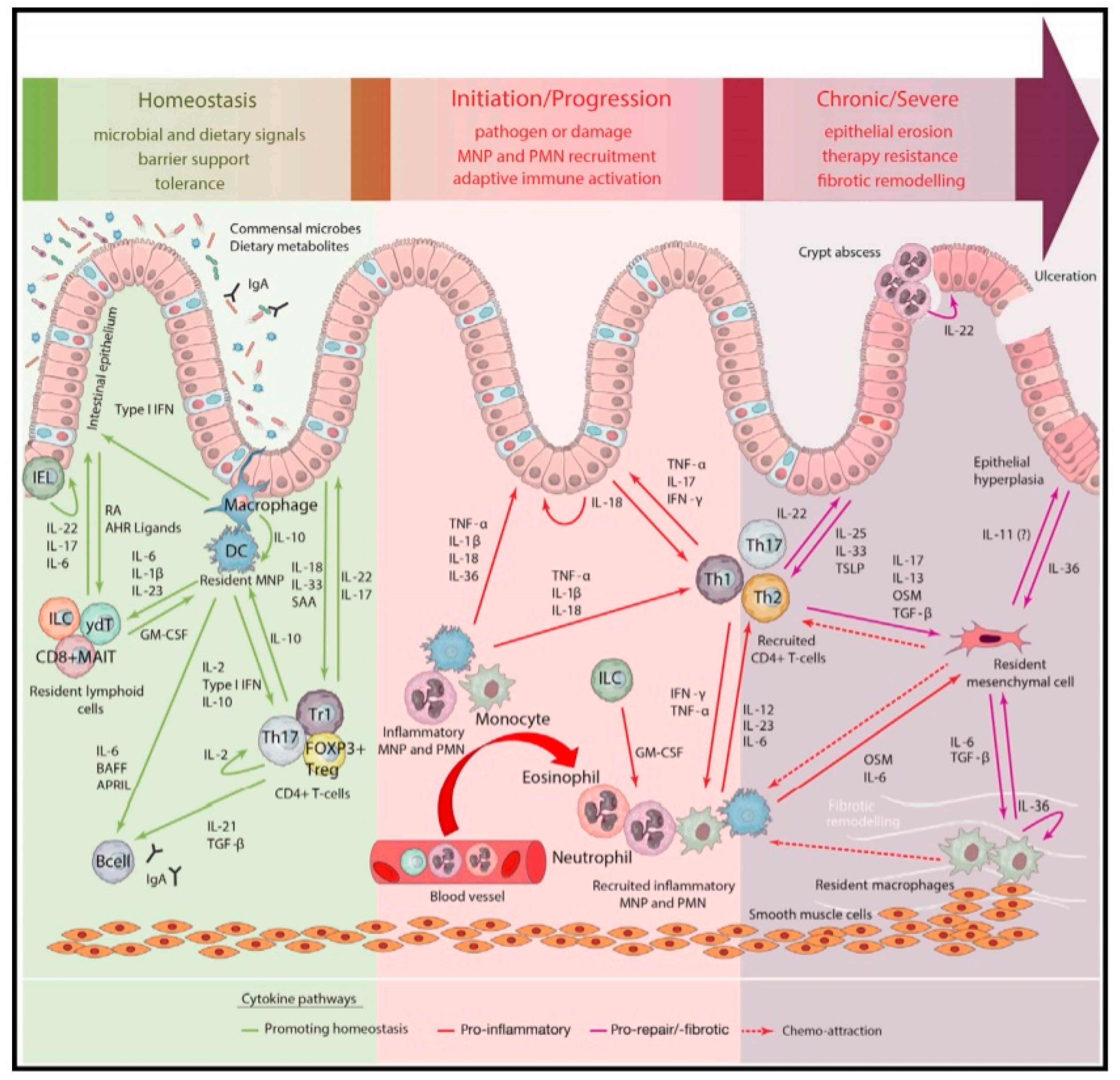 Pharmaceutics 12 00539 g001