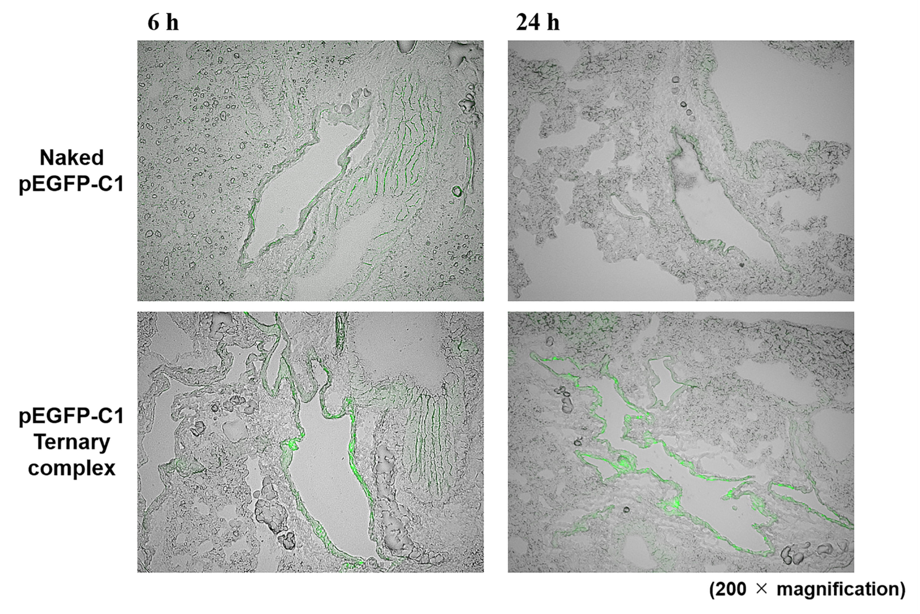Pharmaceutics 12 00540 g002 Pharmaceutics 12 00540 g002