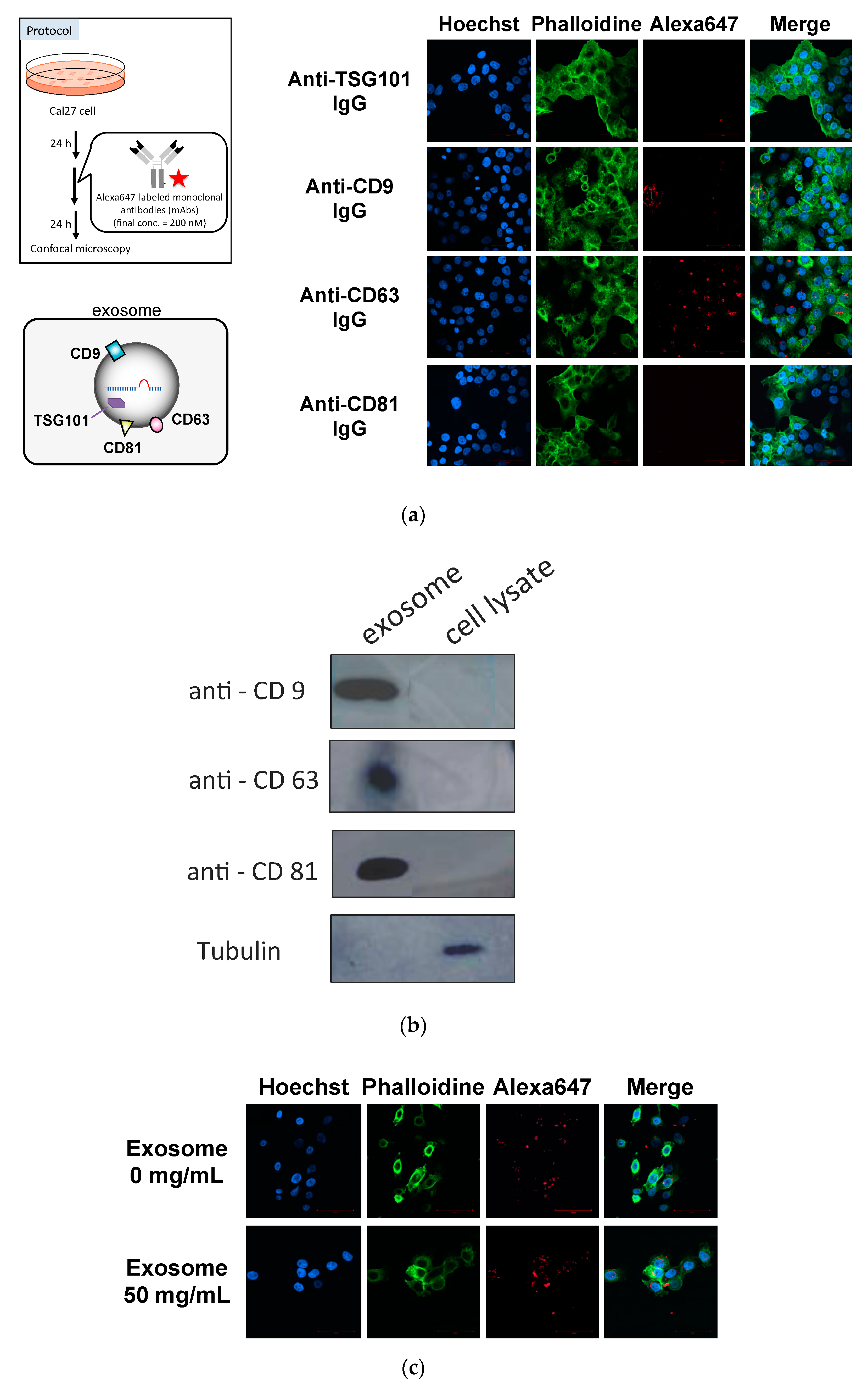 Pharmaceutics 12 00545 g002