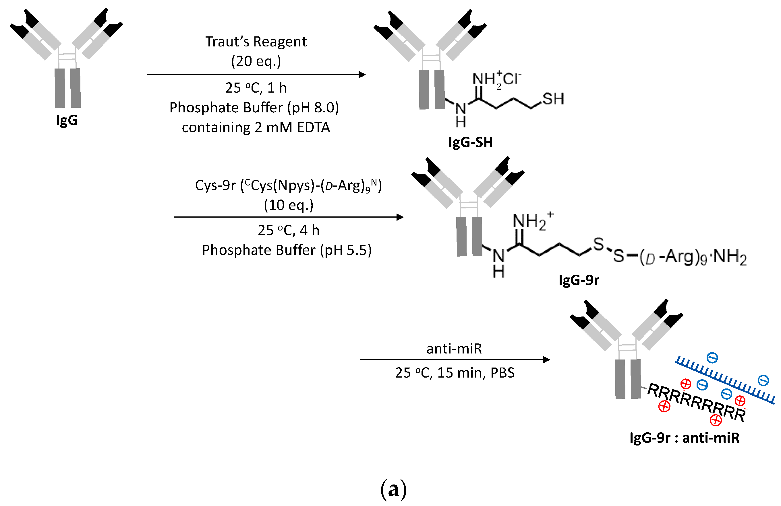Pharmaceutics 12 00545 g003a