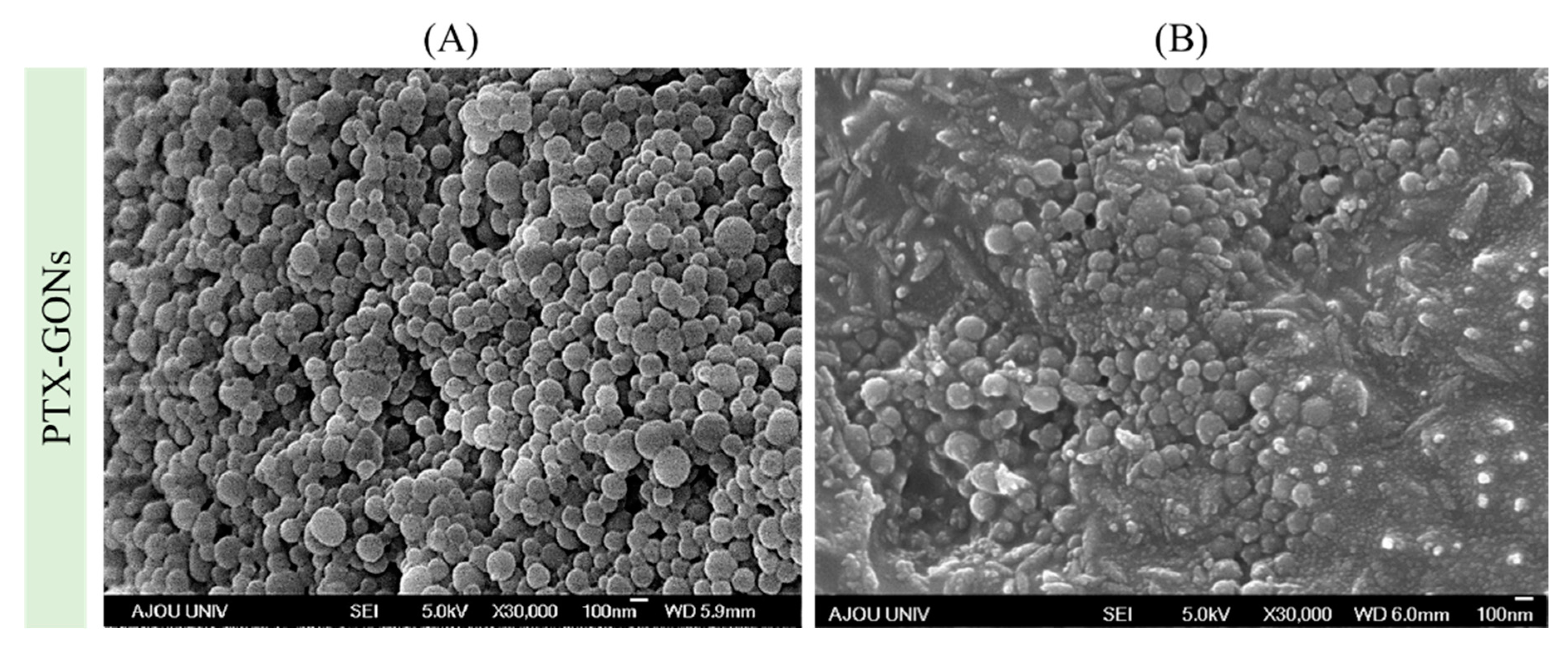 Pharmaceutics 12 00555 g004