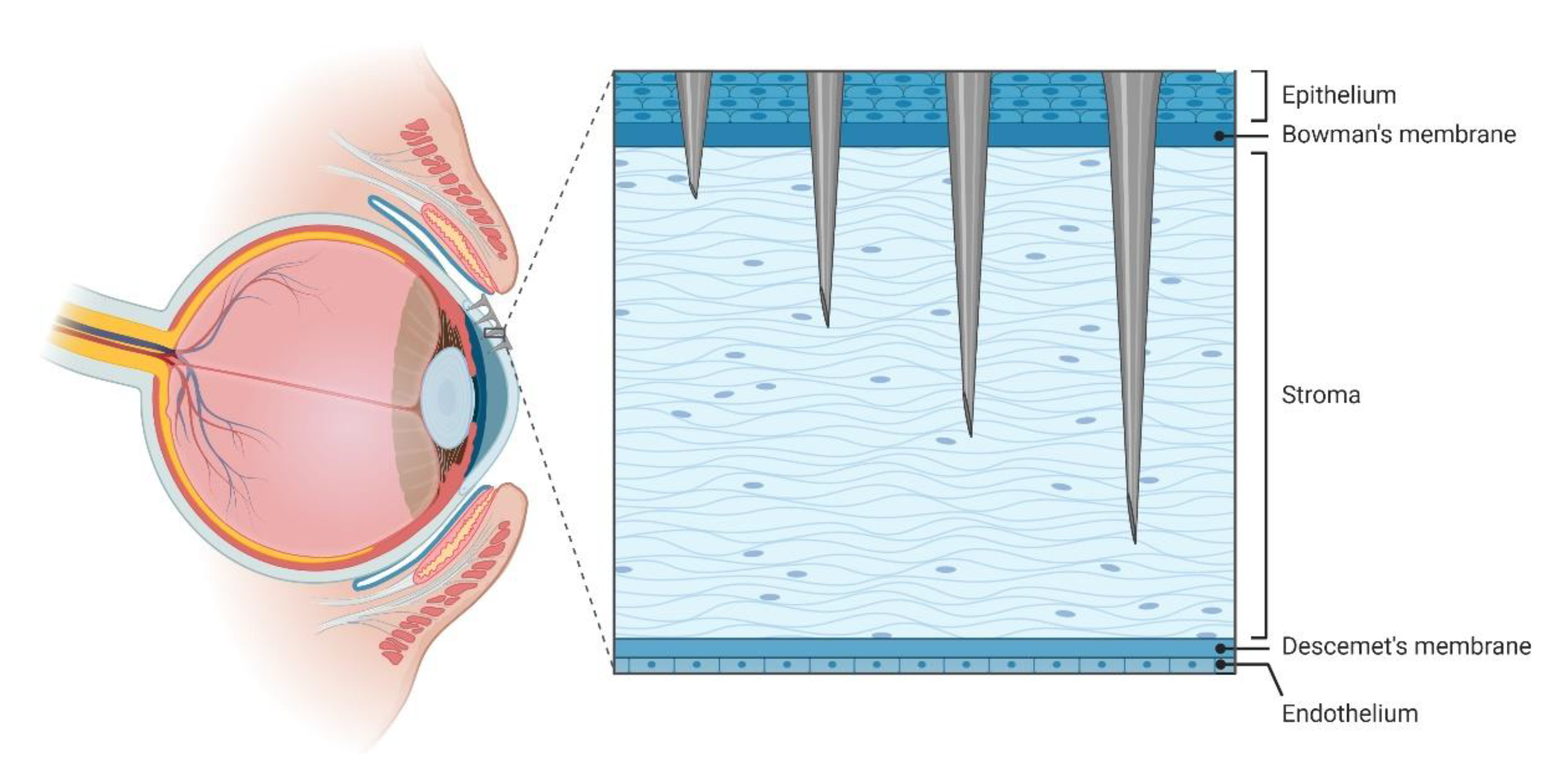 Pharmaceutics 12 00569 g008 Pharmaceutics 12 00569 g008