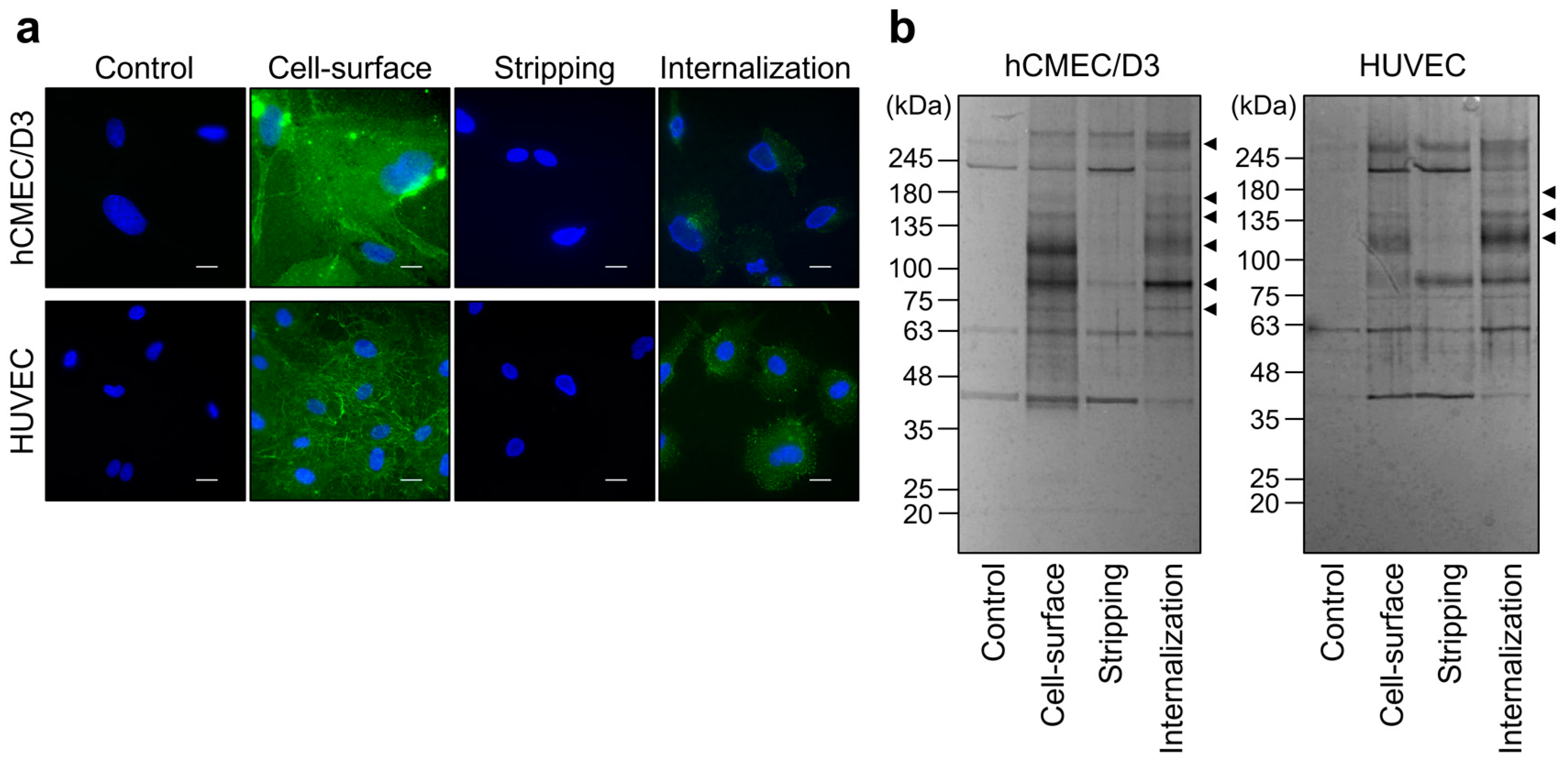 Pharmaceutics 12 00579 g002 Pharmaceutics 12 00579 g002