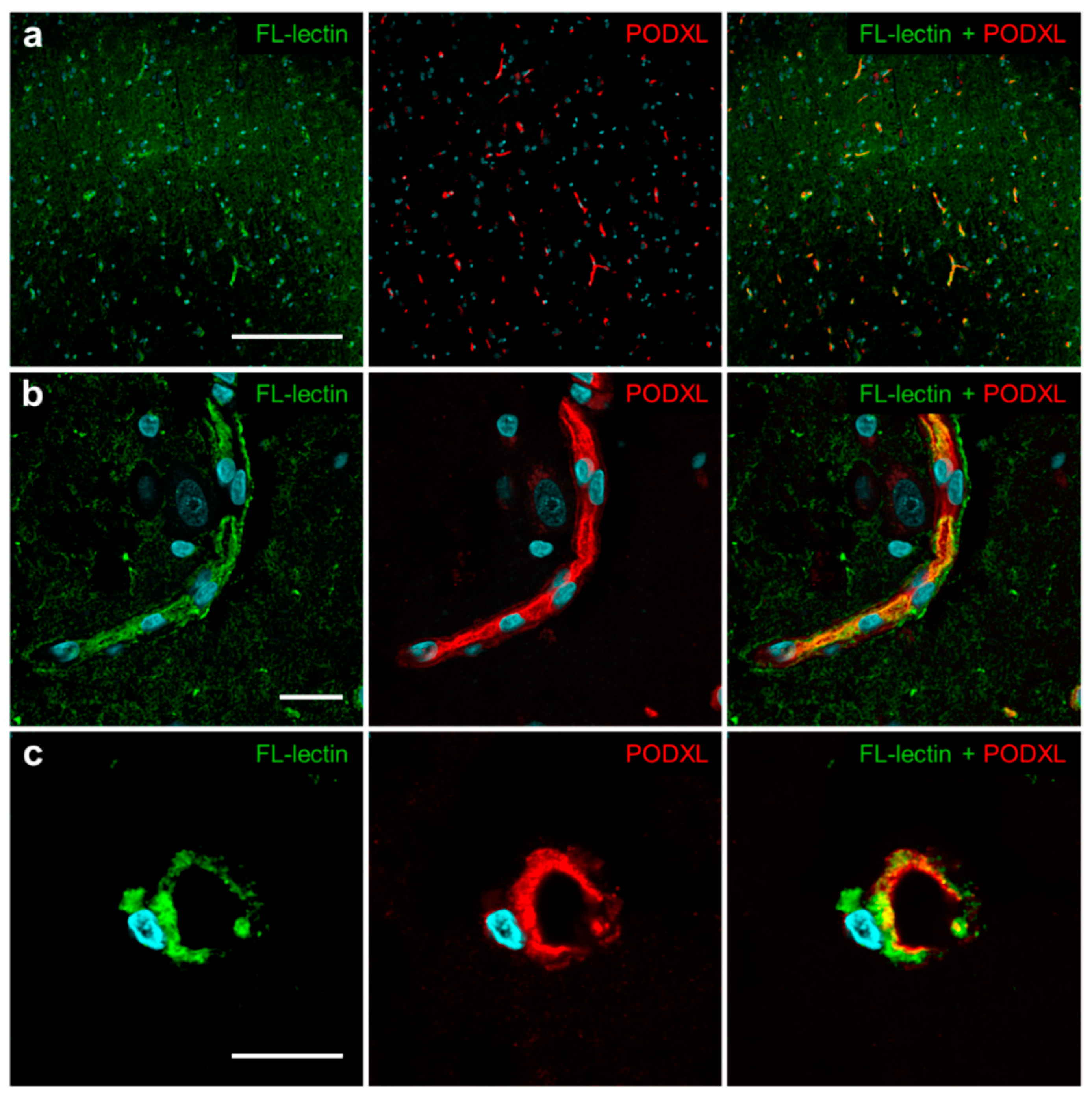 Pharmaceutics 12 00579 g008 Pharmaceutics 12 00579 g008
